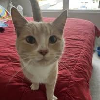 Finn, Adoptable, Adult Male Domestic Short Hair.