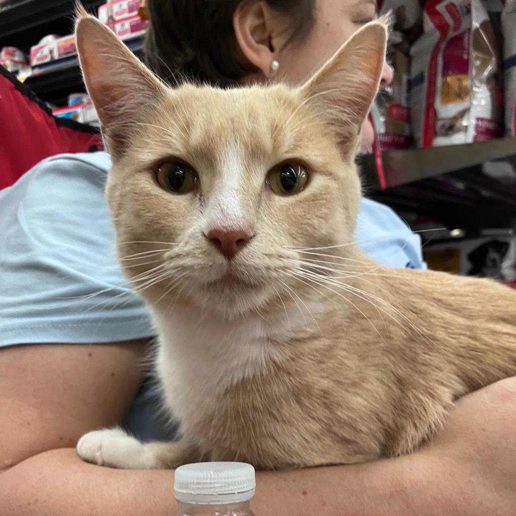 Finn, a Adoptable Domestic Short Hair in Waxhaw, NC image 2/6