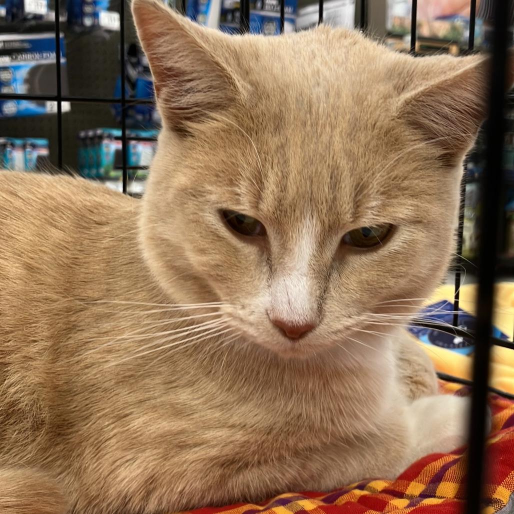 Finn, a Adoptable Domestic Short Hair in Waxhaw, NC image 3/6