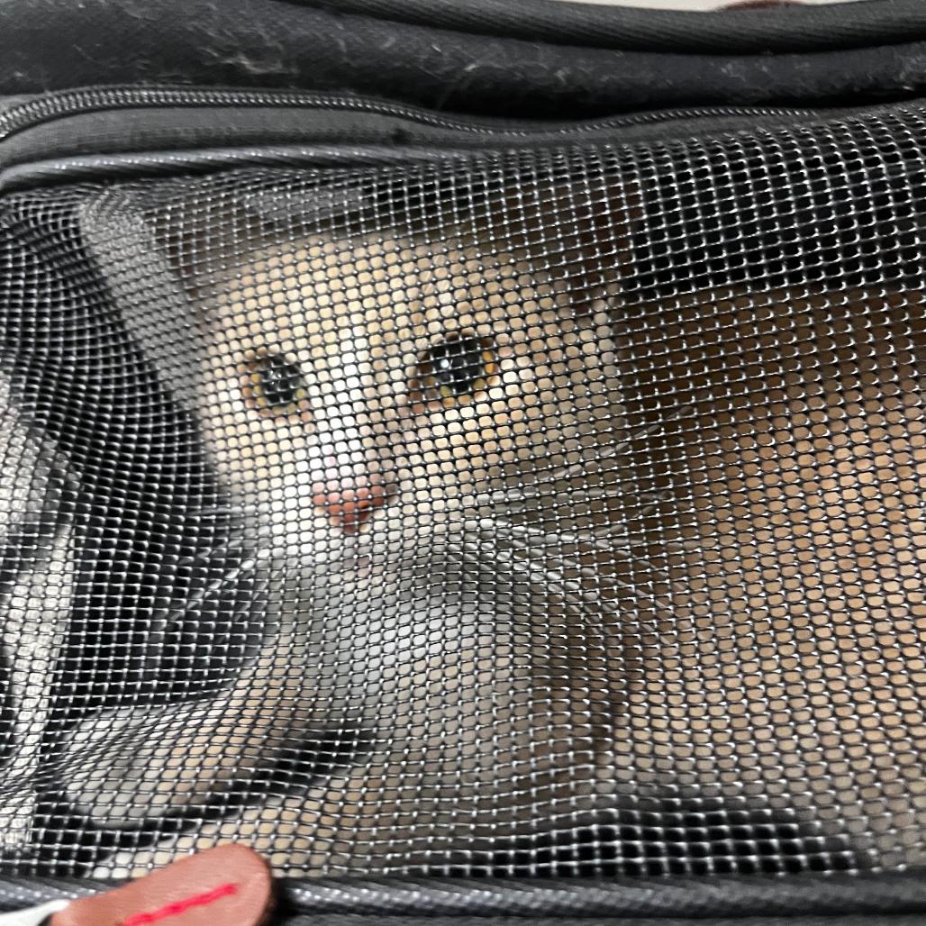 Finn, a Adoptable Domestic Short Hair in Waxhaw, NC image 4/6