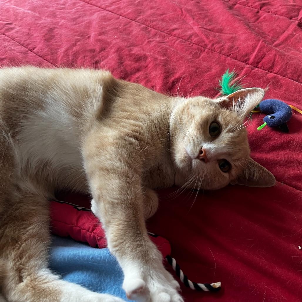 Finn, a Adoptable Domestic Short Hair in Waxhaw, NC image 5/6