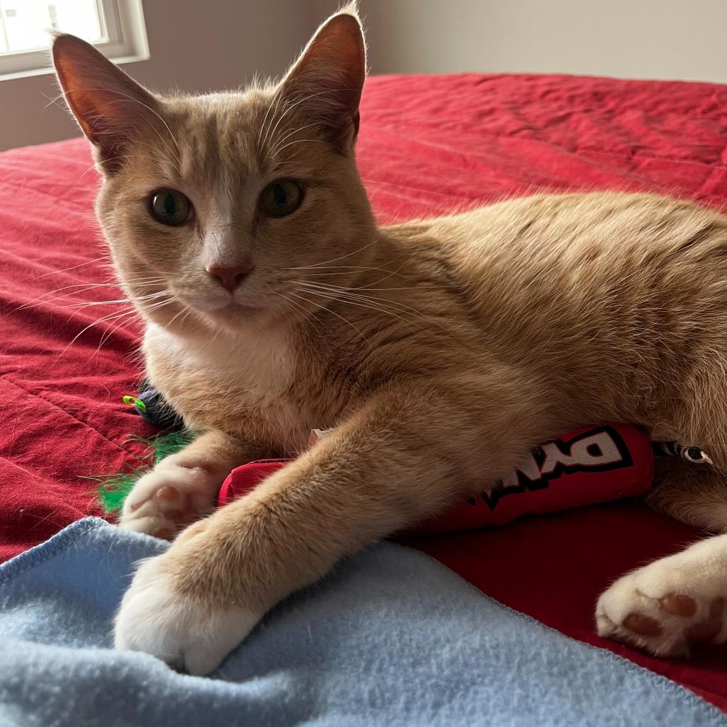 Finn, a Adoptable Domestic Short Hair in Waxhaw, NC image 6/6