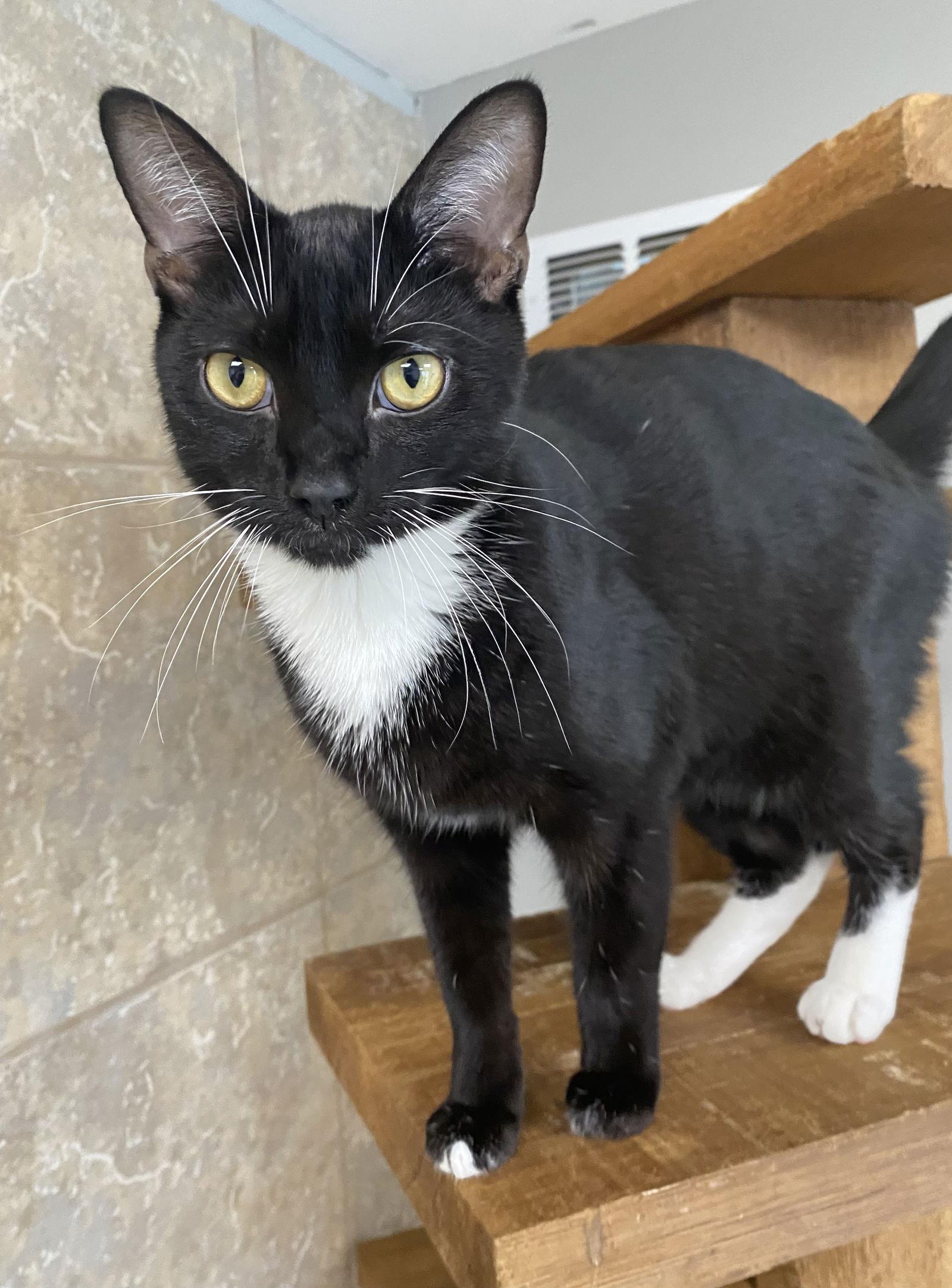 Yashvir, Adopted, Young Male Domestic Short Hair.