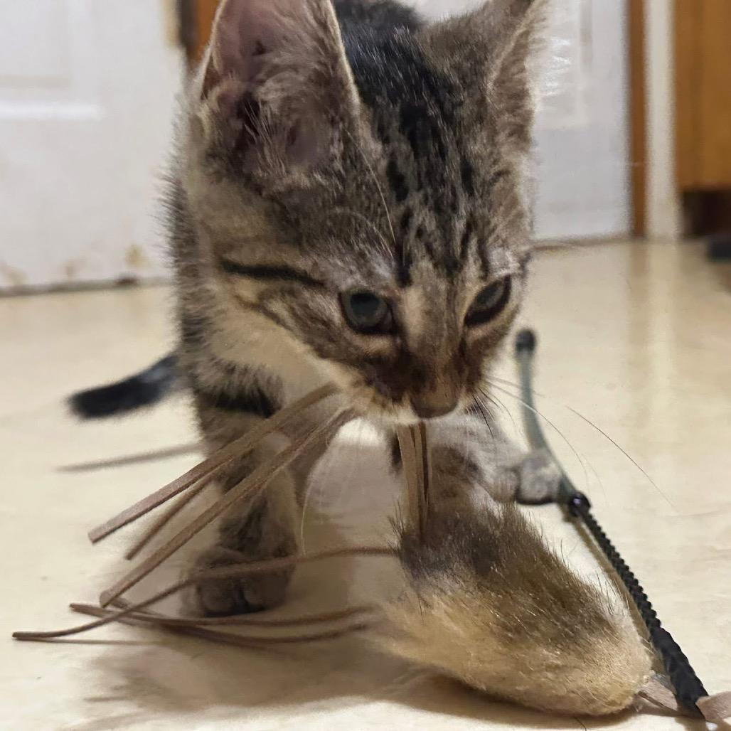 Enlarge Coral, a Adoptable Domestic Short Hair in Galesburg, IL image 1/2