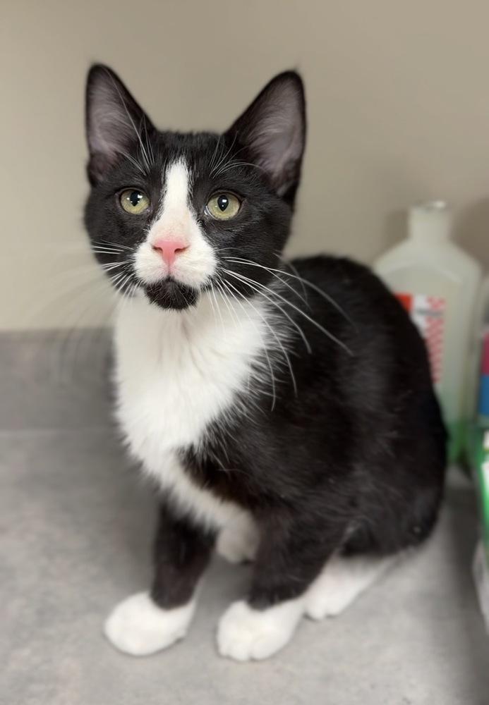 Clementine, Adoptable, Kitten Female Domestic Short Hair.