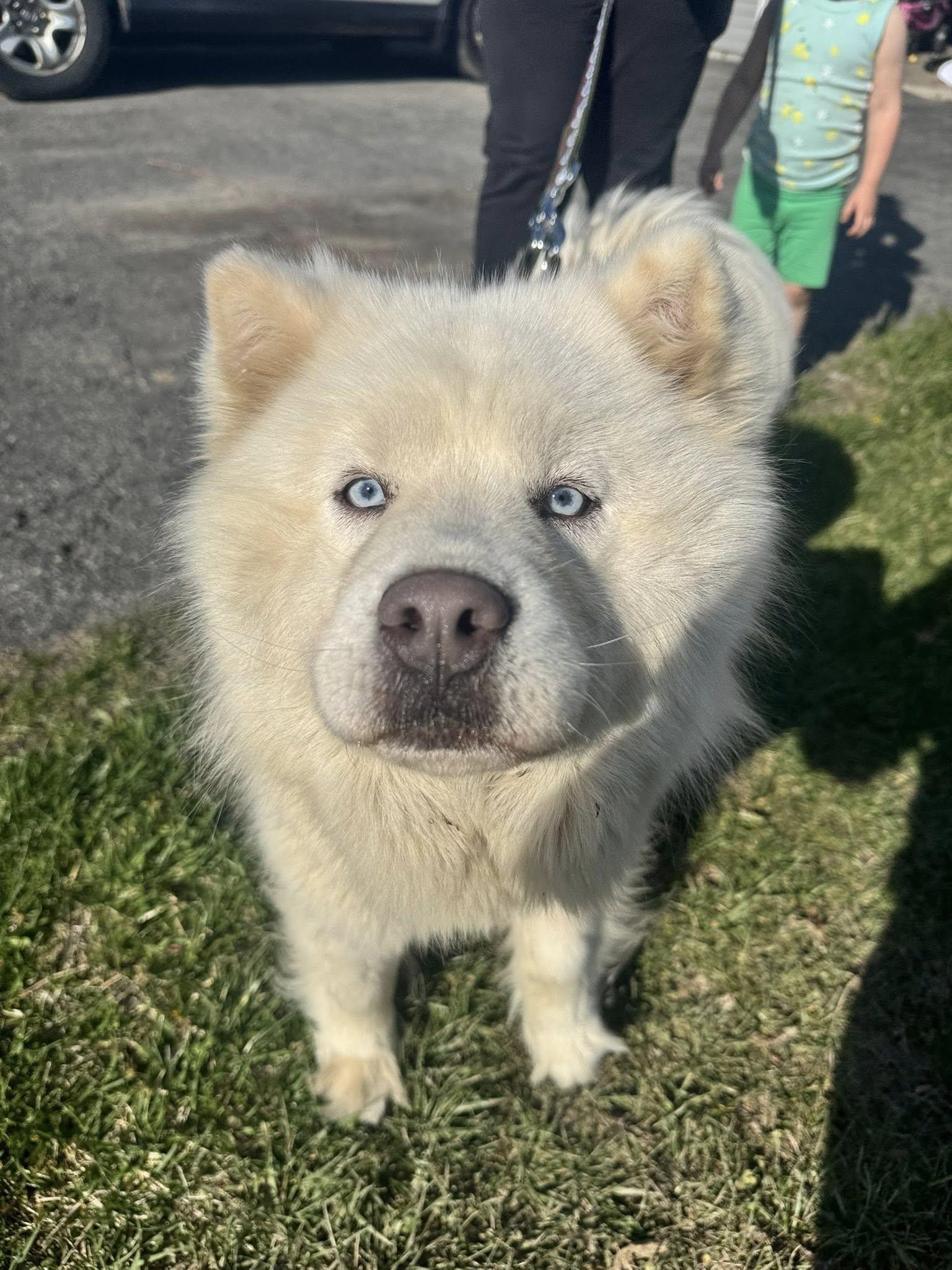 Luna (1yo, 50lbs), Adopted, Adult Female Chow Chow.