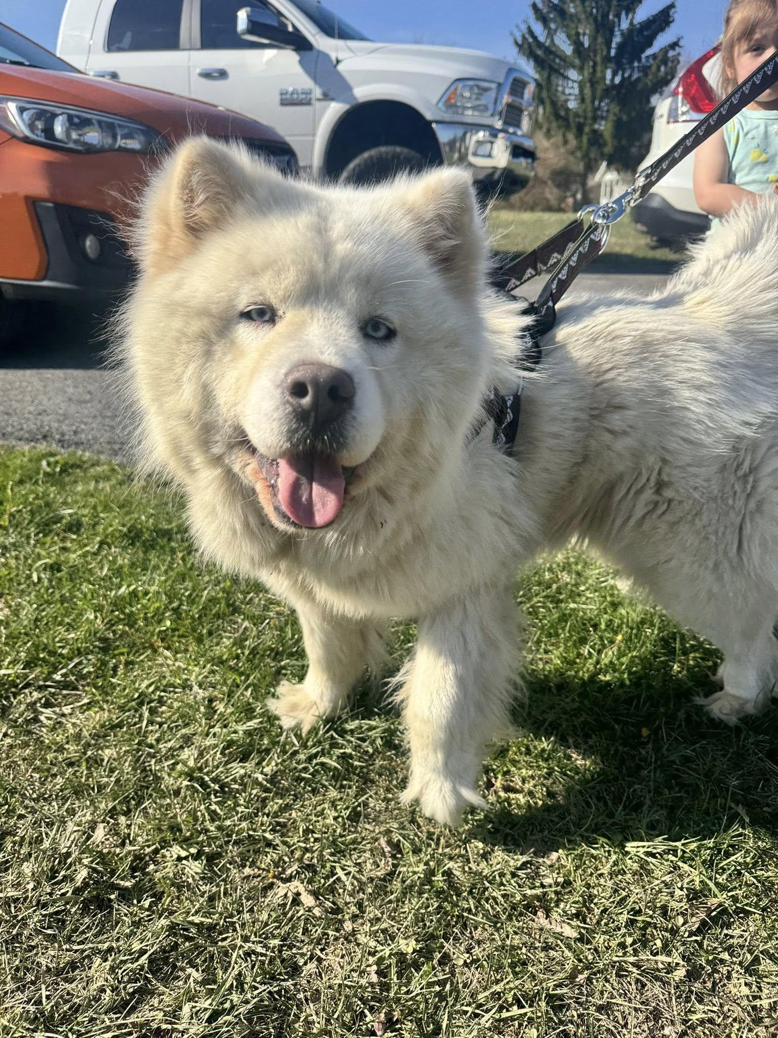 Luna (1yo, 50lbs), a Adopted Chow Chow in Hinton, WV image 2/2