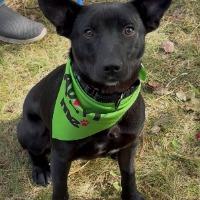 Jasper, Adoptable, Young Male Black Labrador Retriever.