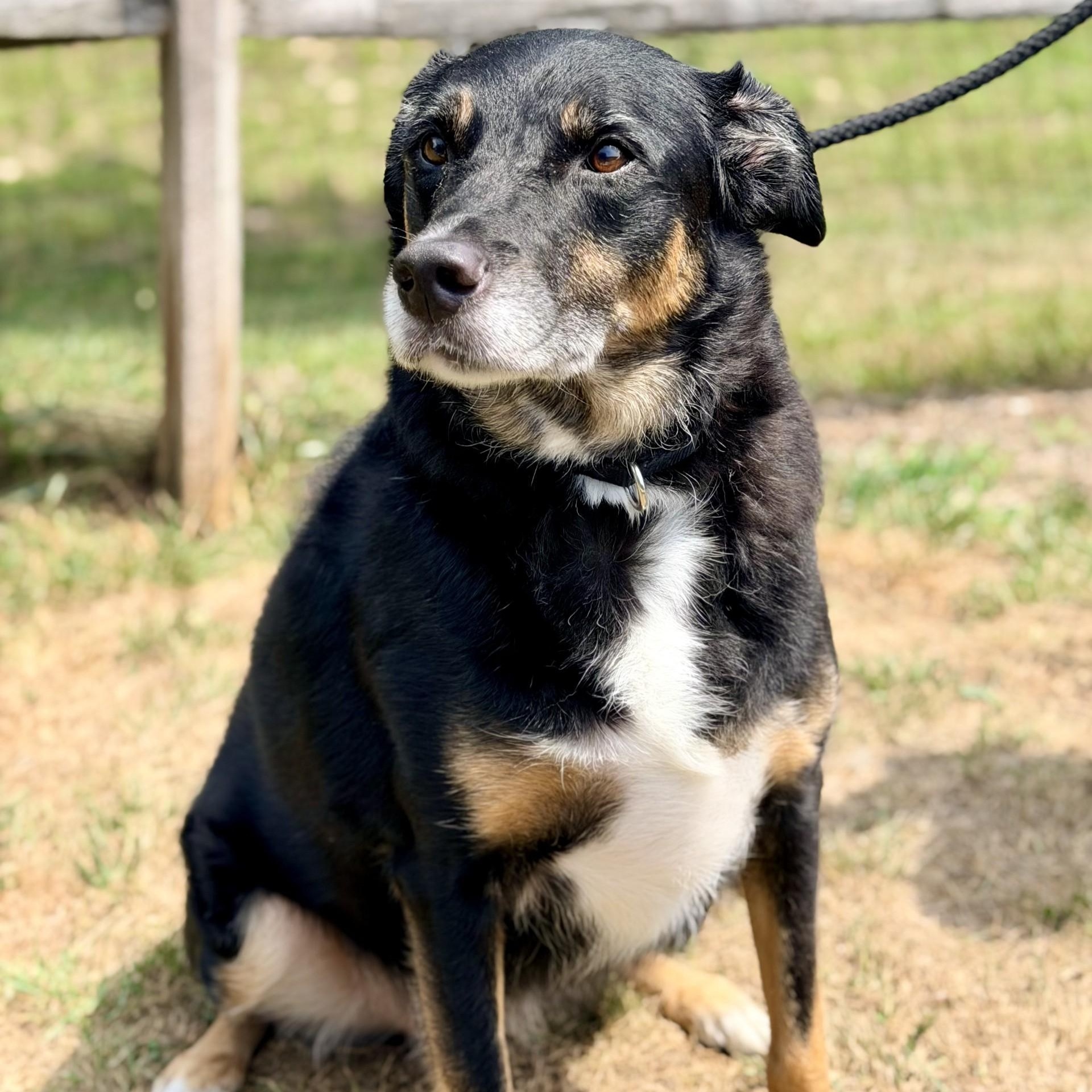 Enlarge Diego, a ADOPTABLE mixed breed in Manahawkin, NJ image 2/4