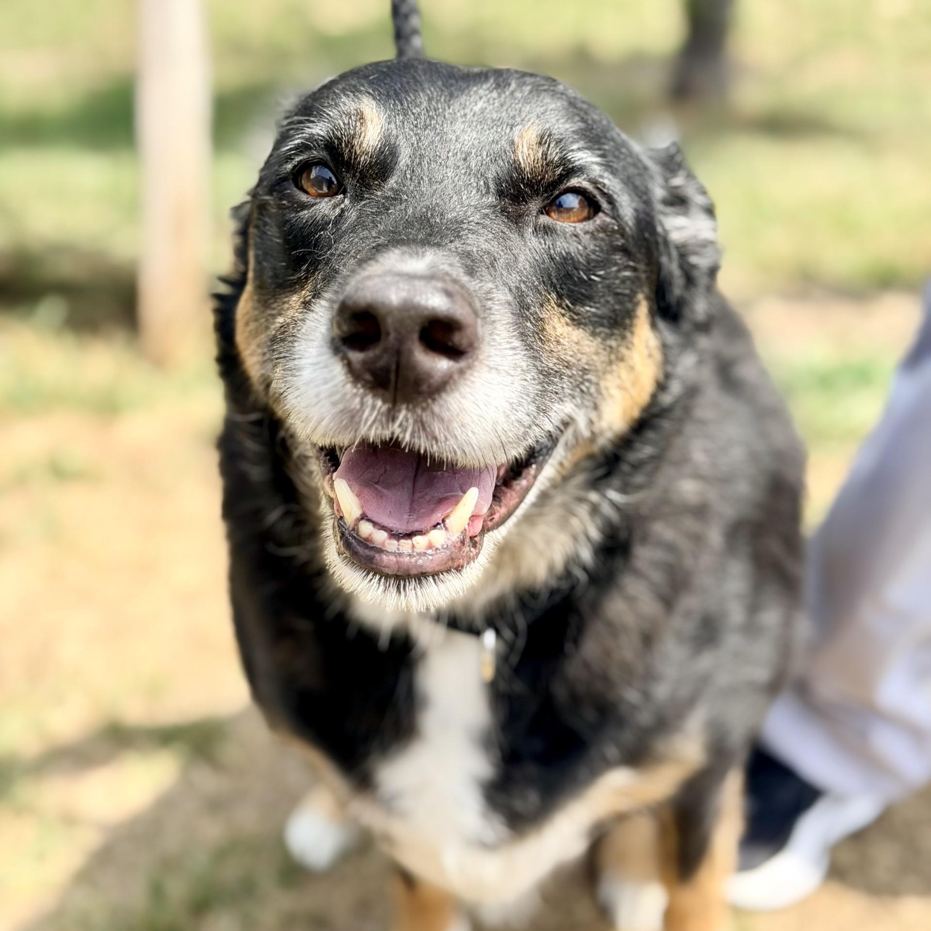 Enlarge Diego, a ADOPTABLE mixed breed in Manahawkin, NJ image 1/4