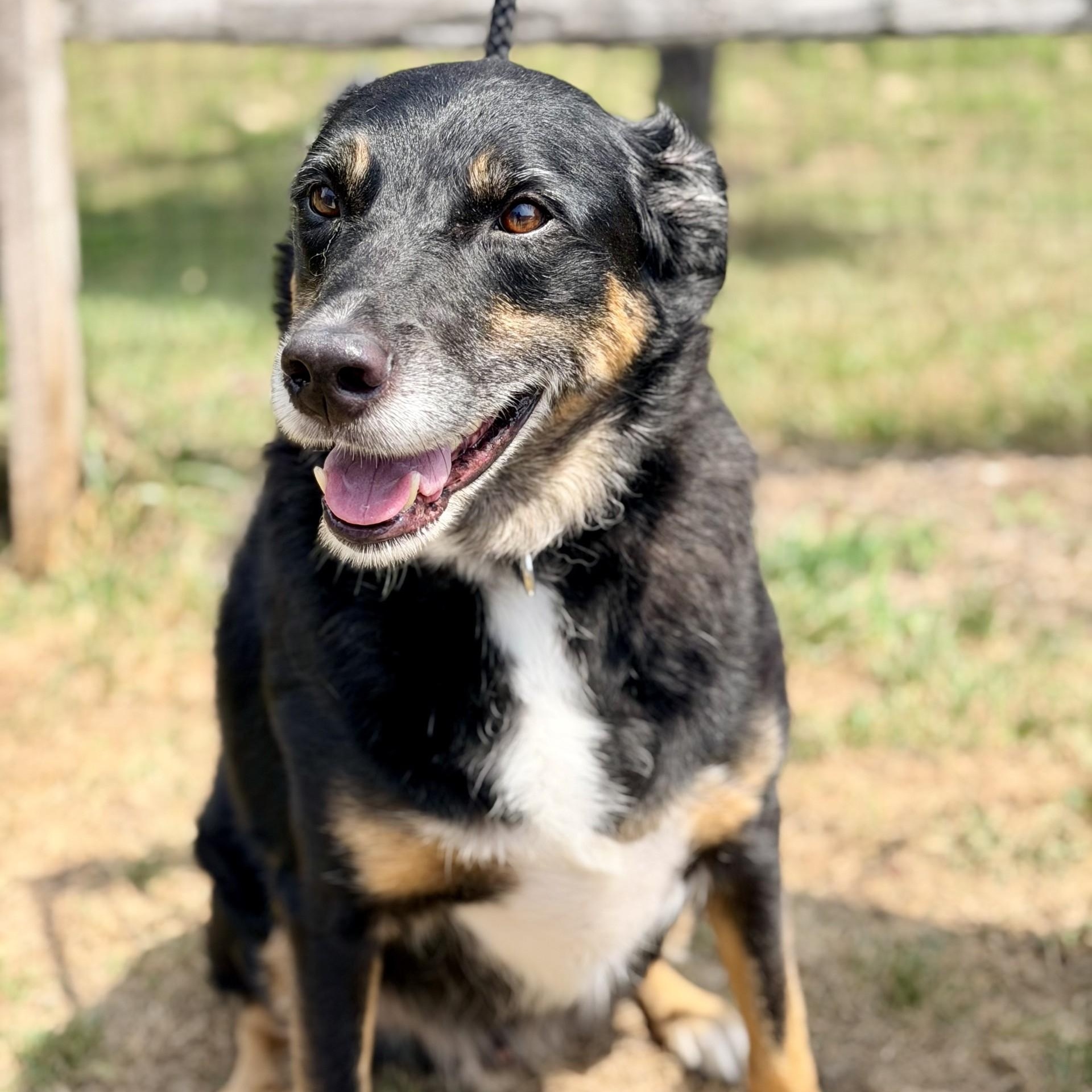 Enlarge Diego, a ADOPTABLE mixed breed in Manahawkin, NJ image 3/4