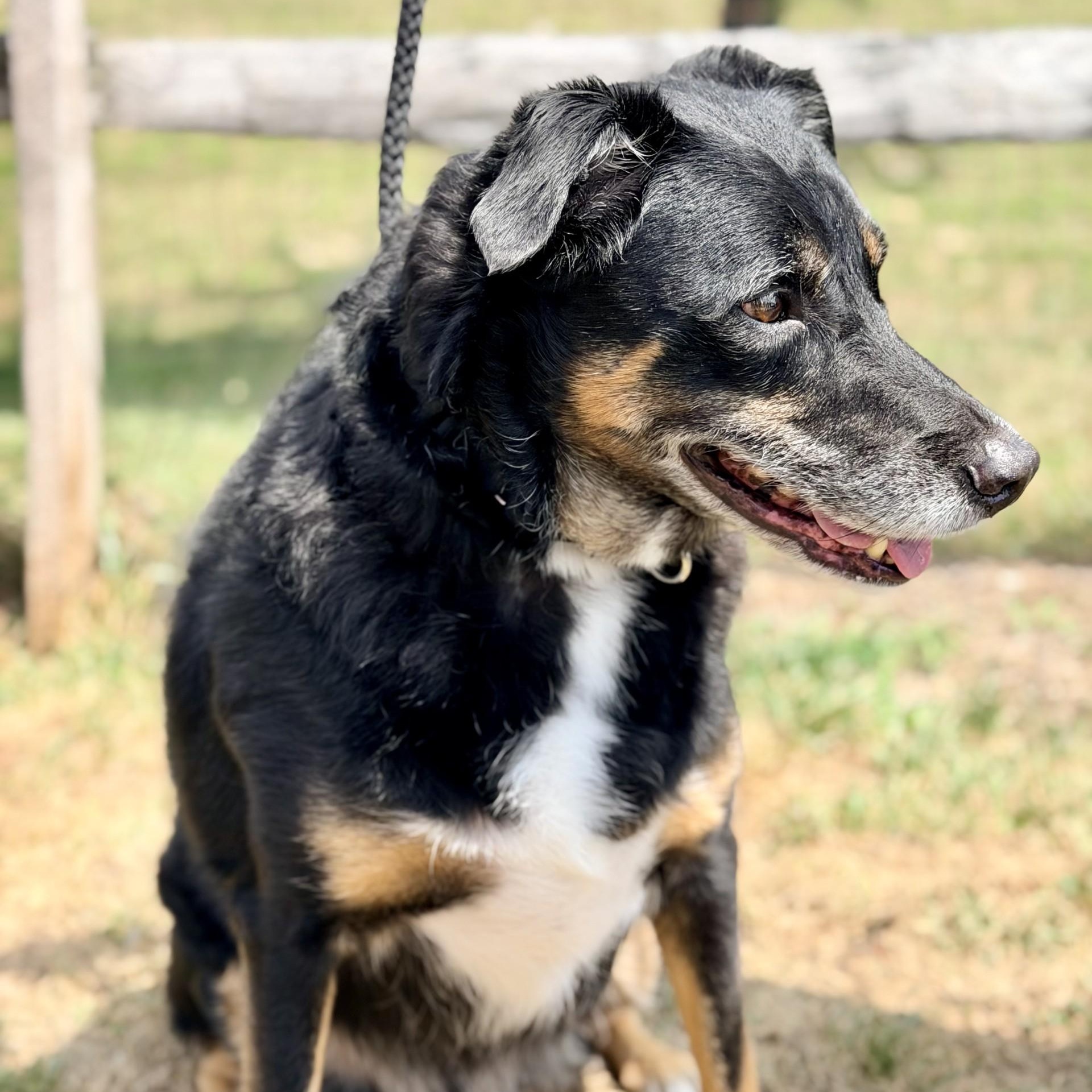 Enlarge Diego, a ADOPTABLE mixed breed in Manahawkin, NJ image 4/4