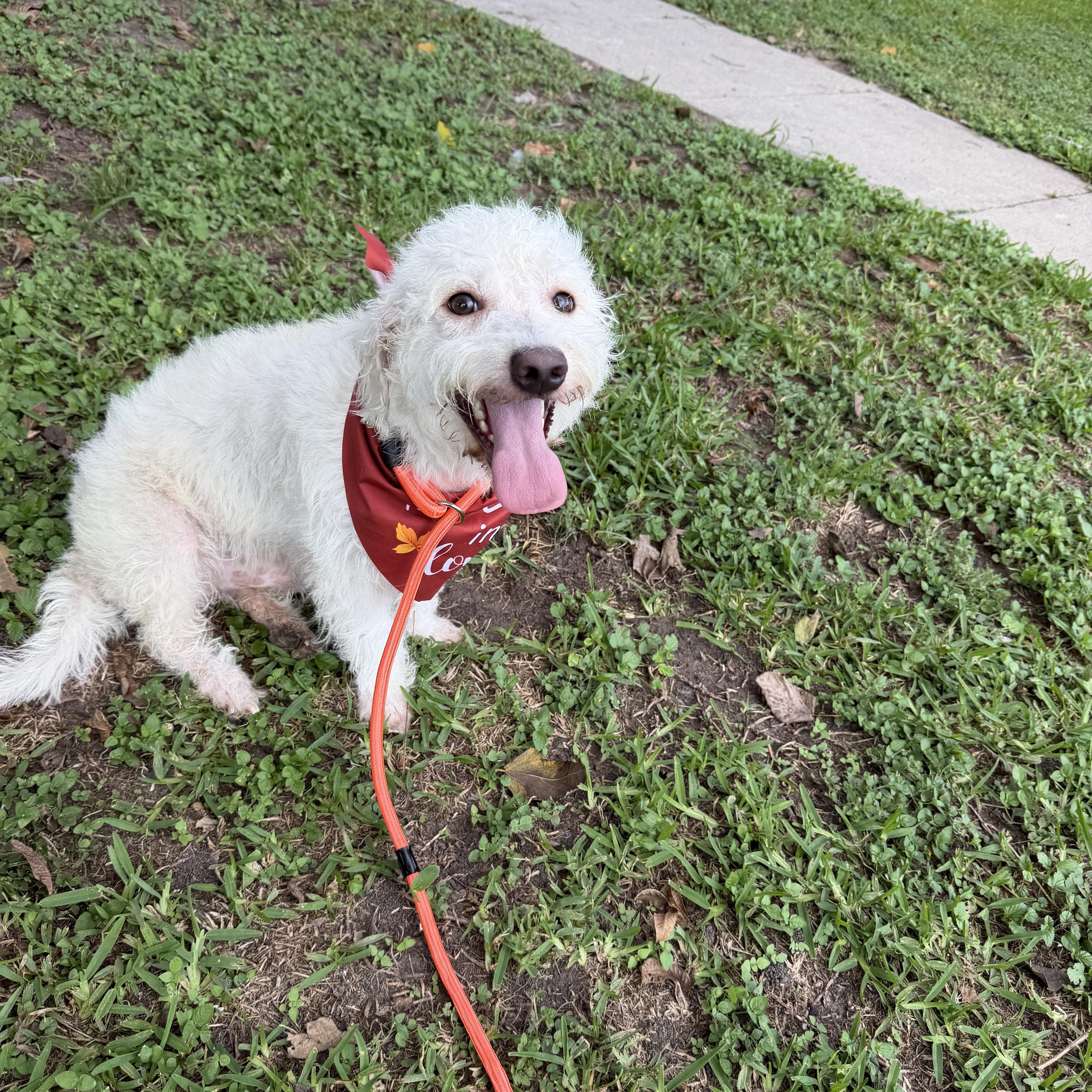 Big Boy, Adoptable, Adult Male Miniature Poodle.