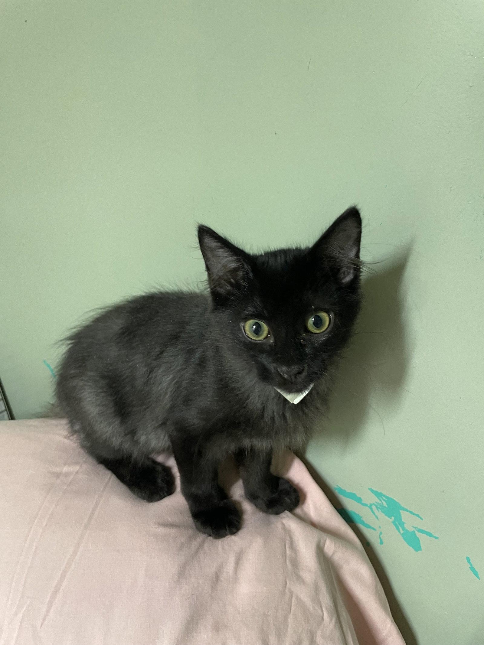 Buzz, Adoptable, Young Male Domestic Medium Hair.