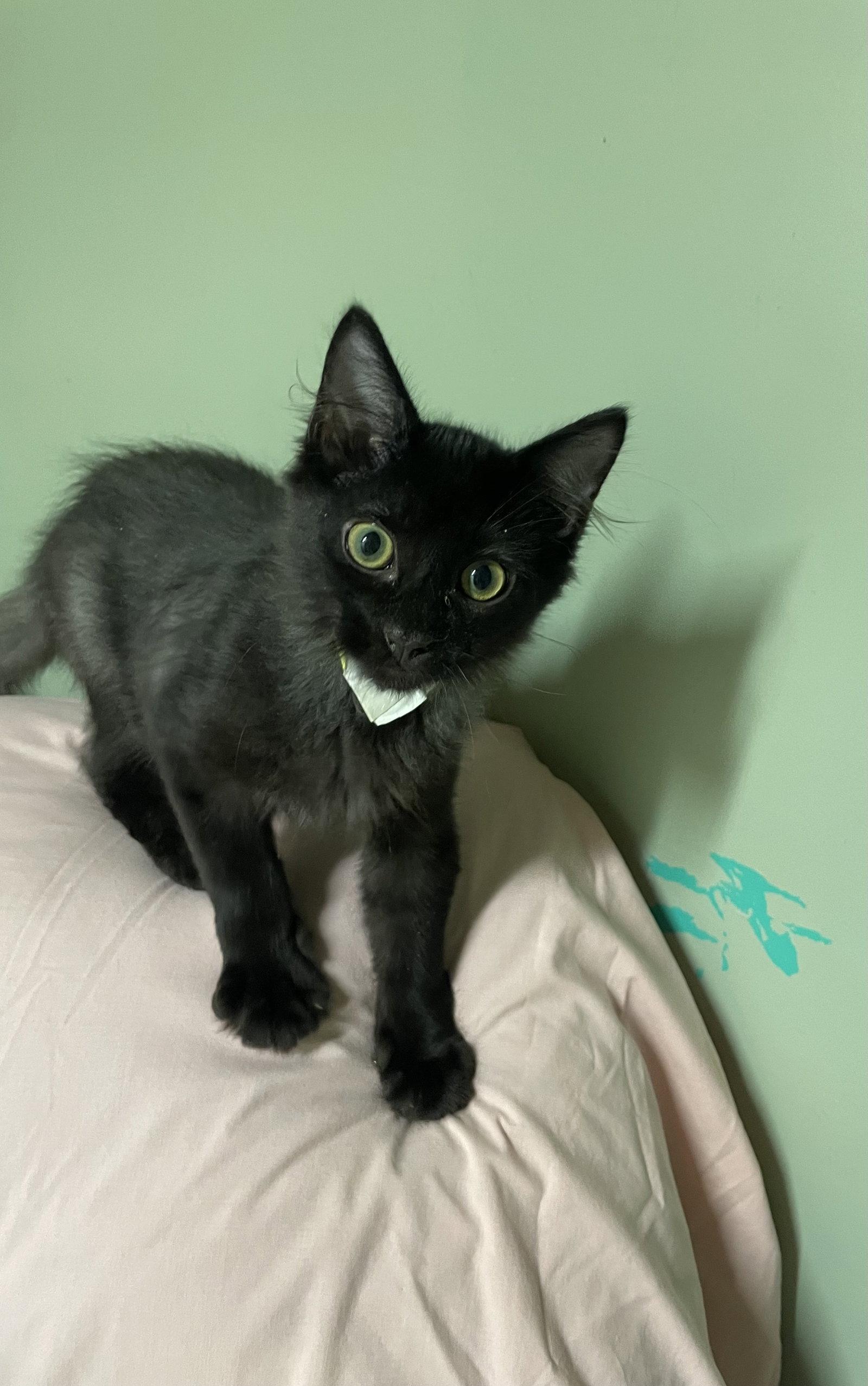Enlarge Buzz, a Adoptable Domestic Medium Hair in Stover, MO image 2/3