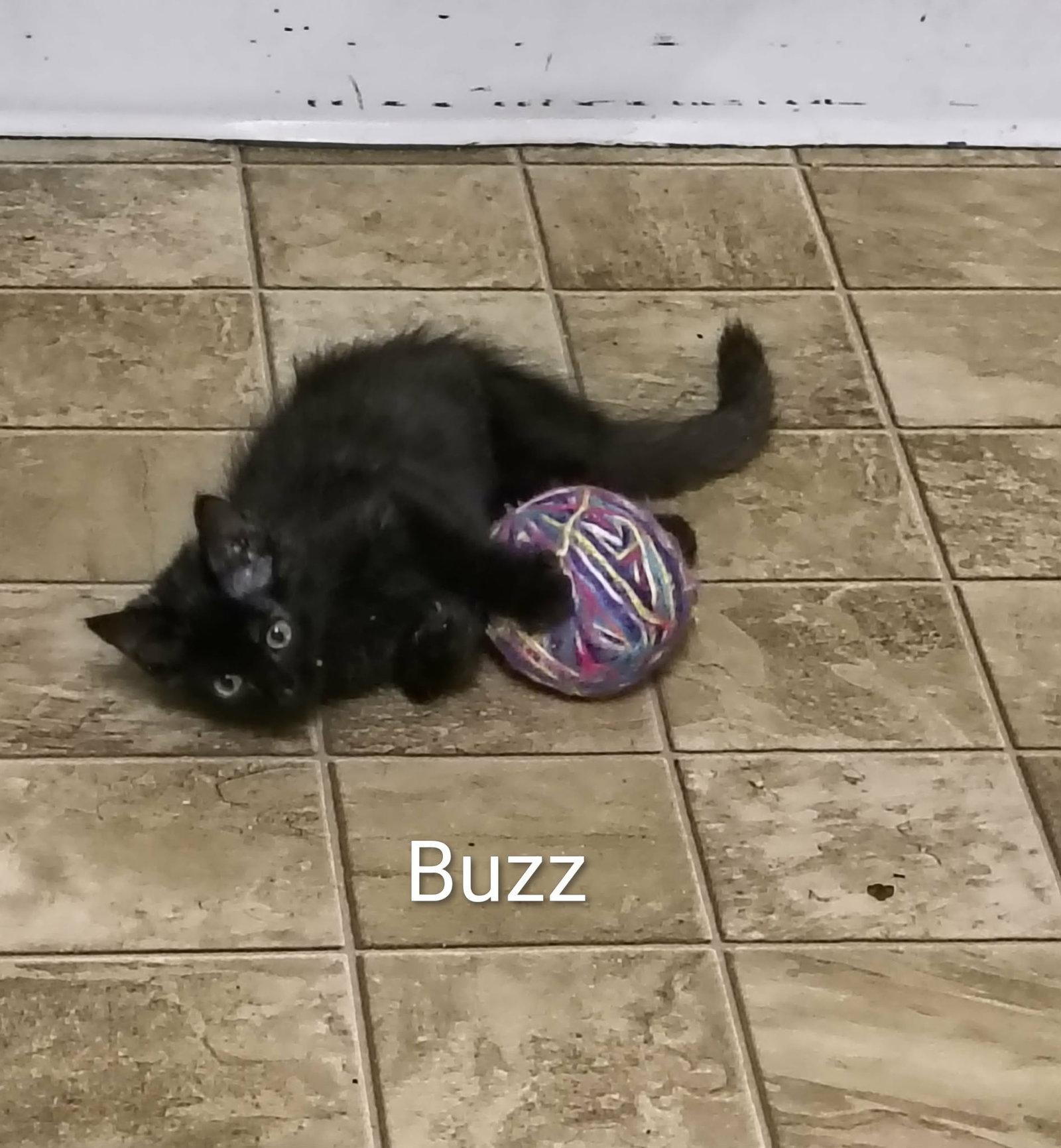 Enlarge Buzz, a Adoptable Domestic Medium Hair in Stover, MO image 3/3