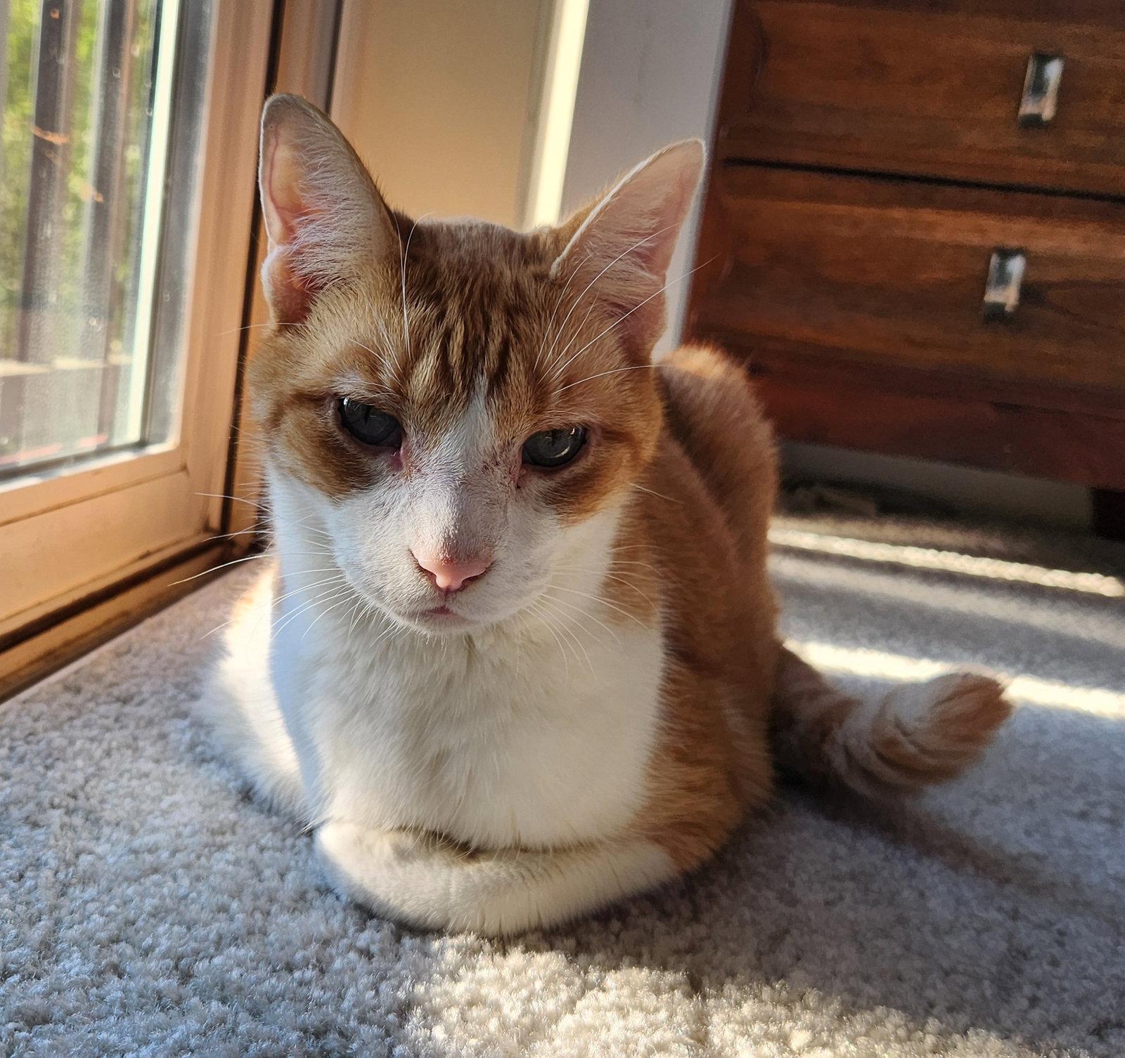 Coco, Adoptable, Adult Male Domestic Short Hair.