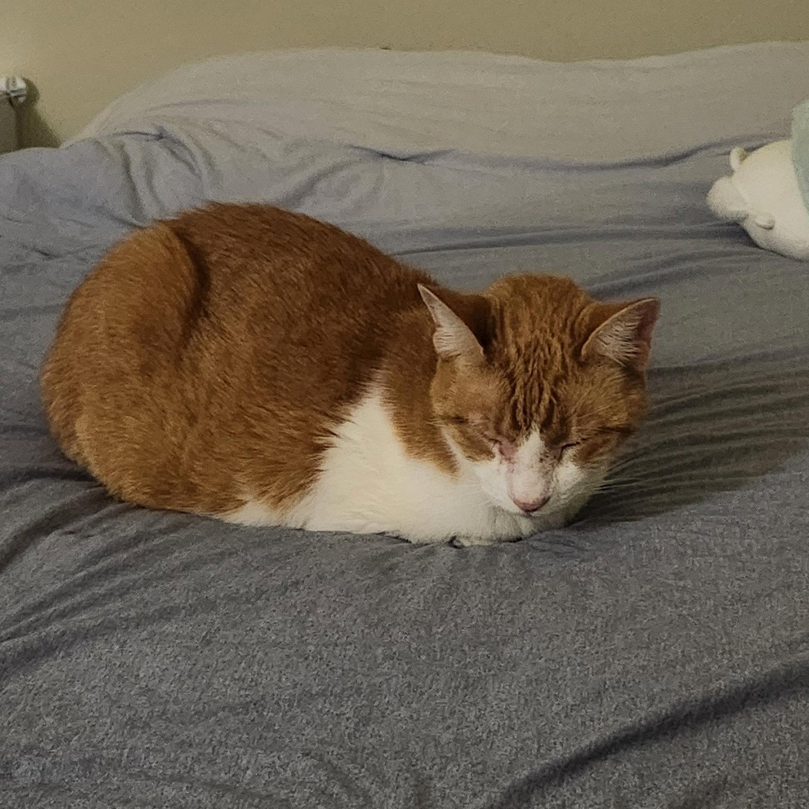 Coco, a Adoptable Domestic Short Hair in Herndon, VA image 2/3