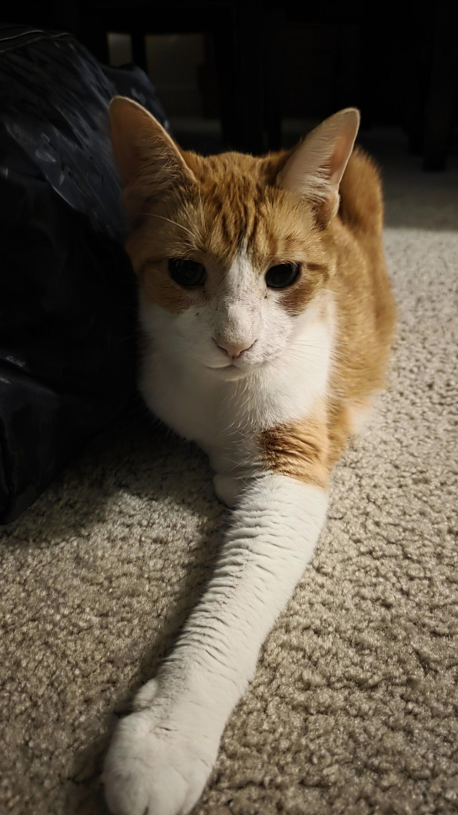 Coco, a Adoptable Domestic Short Hair in Herndon, VA image 3/3