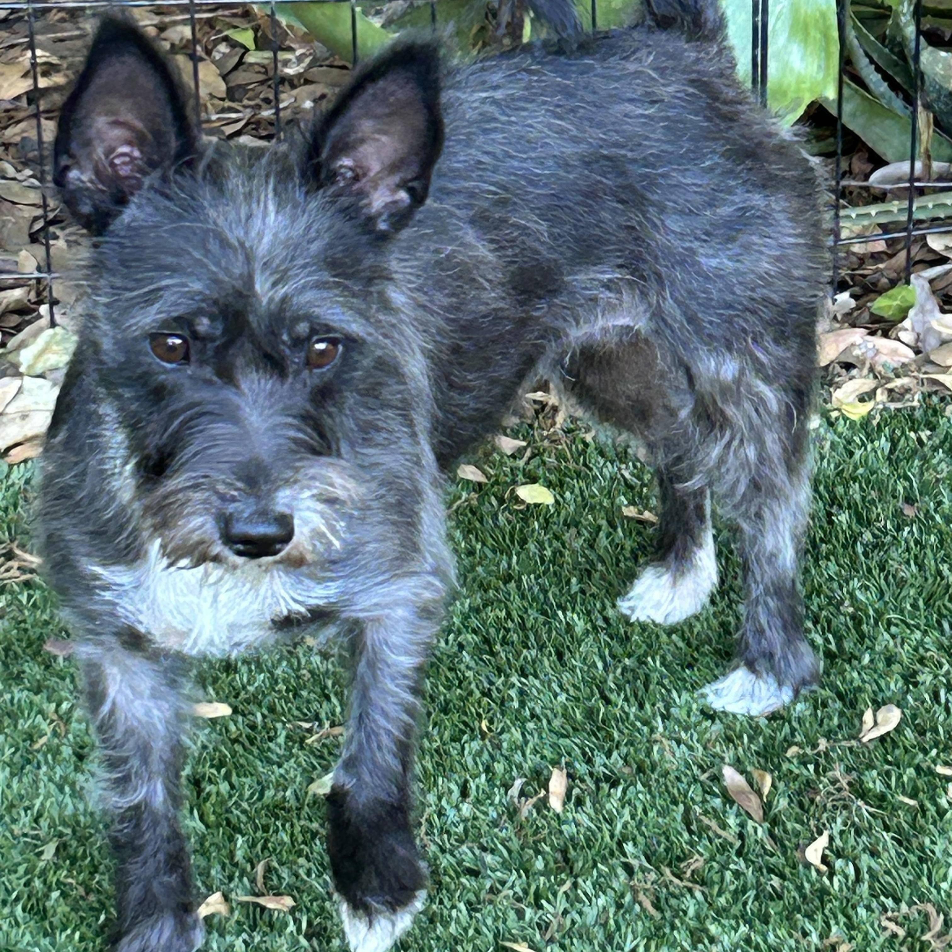 Karen, an adopted Cairn Terrier in Sarasota, FL image 4/4
