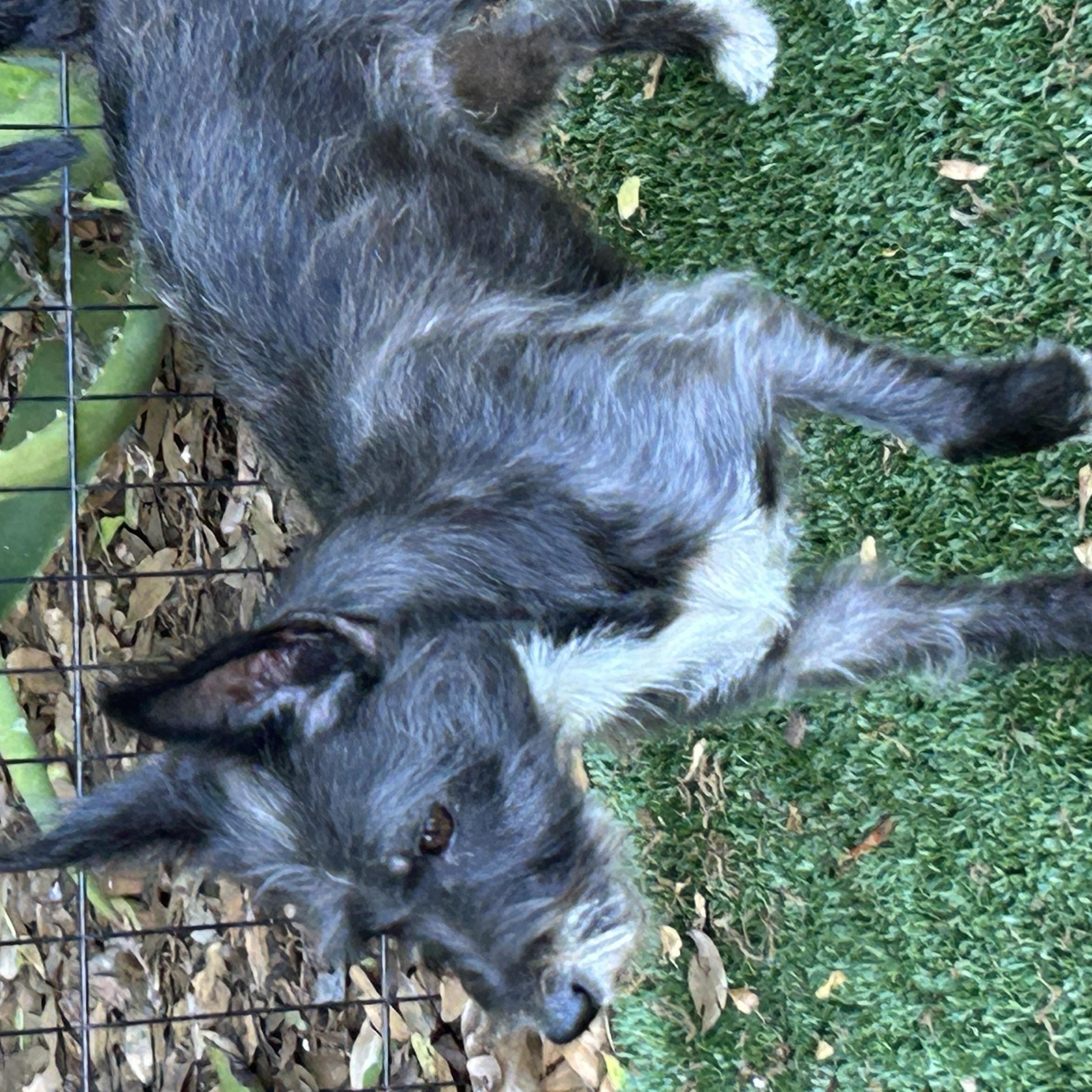Karen, an adopted Cairn Terrier in Sarasota, FL image 1/4