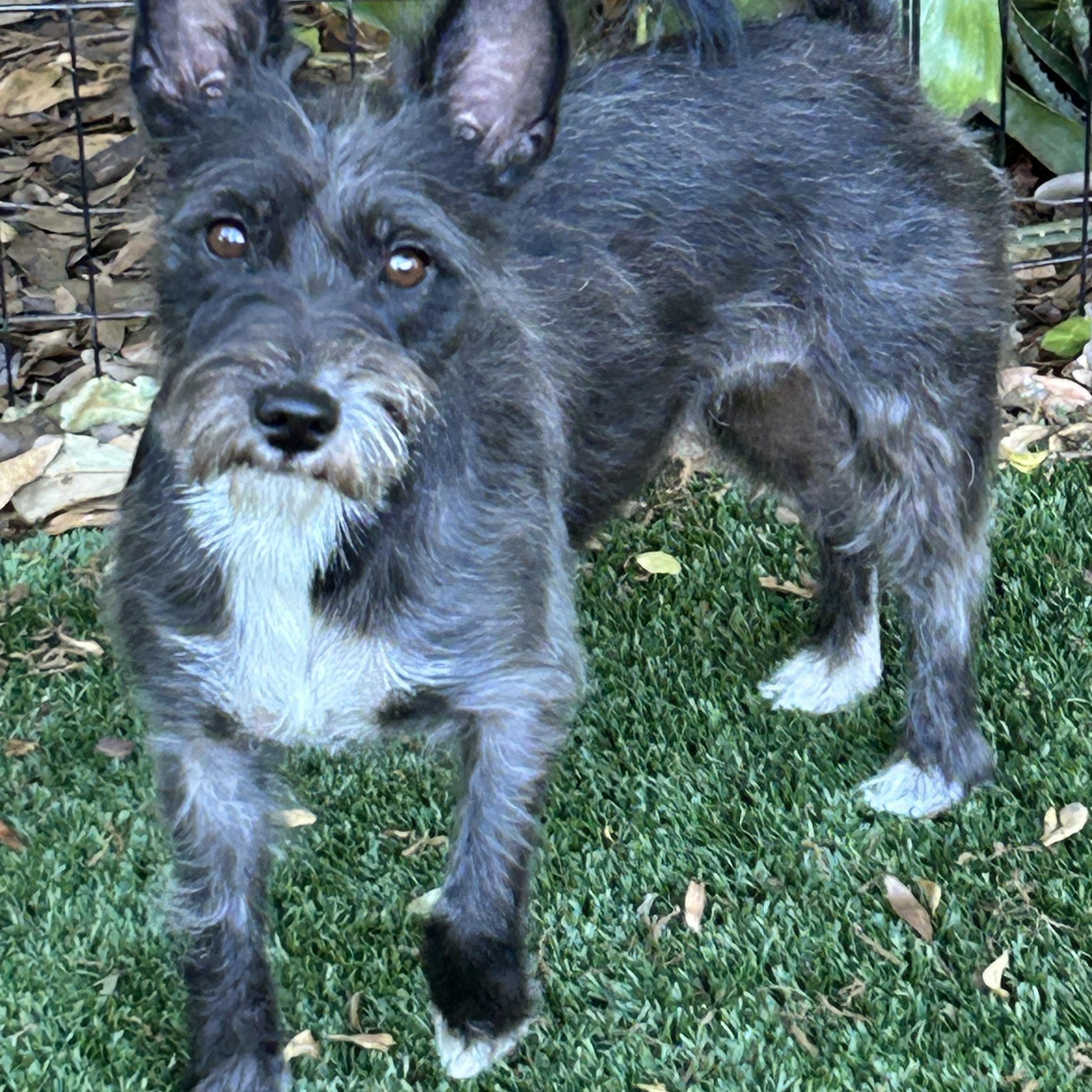 Karen, an adopted Cairn Terrier in Sarasota, FL image 2/4