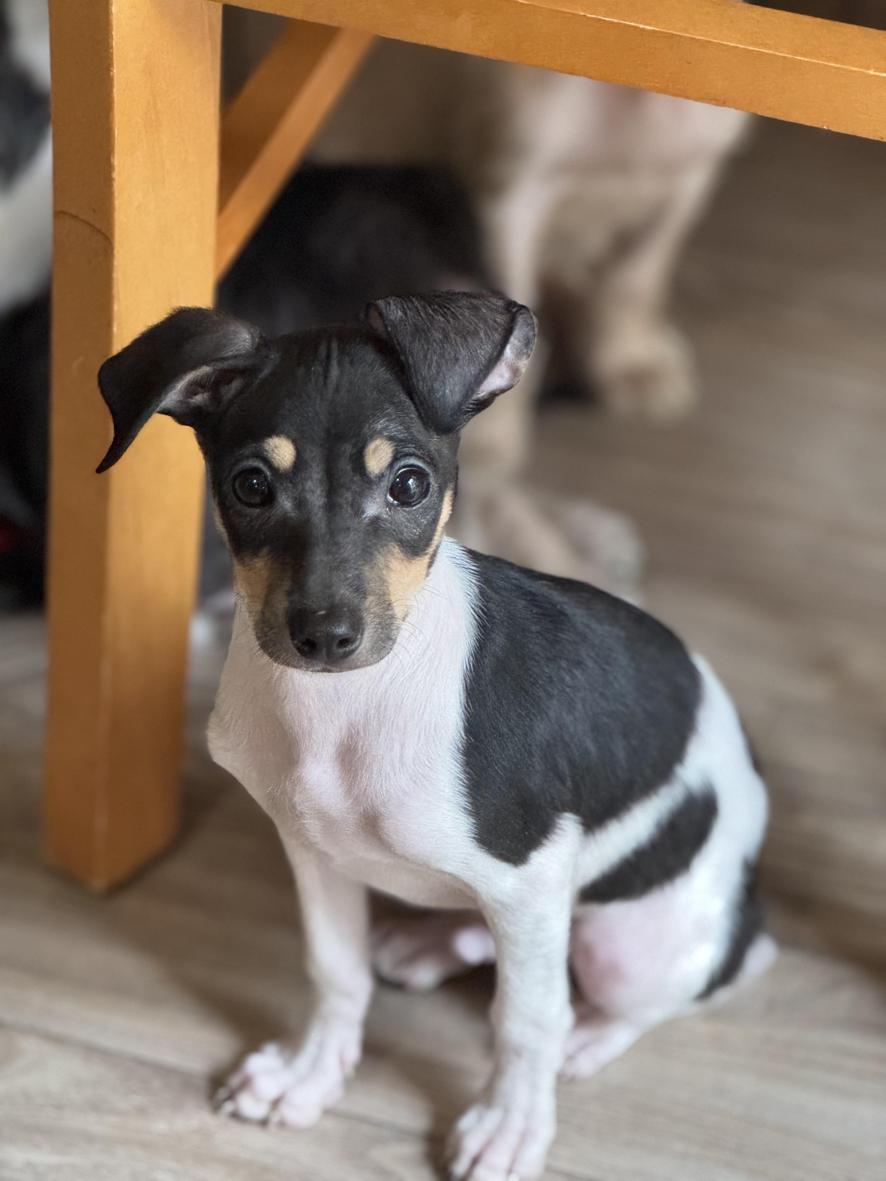 Enlarge Bernie, a ADOPTABLE Rat Terrier in Lacey, WA image 5/6