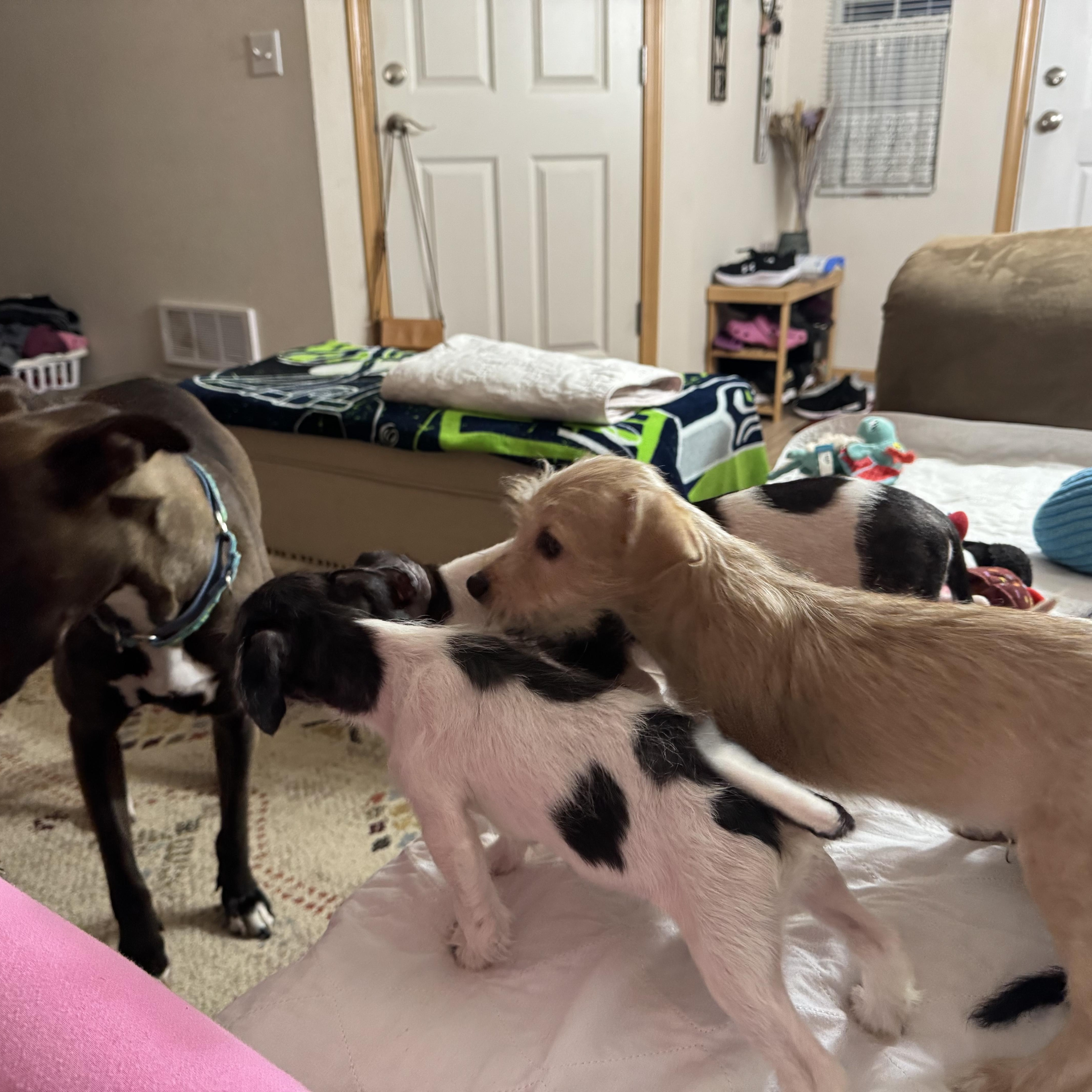 Enlarge Bernie, a ADOPTABLE Rat Terrier in Lacey, WA image 2/6