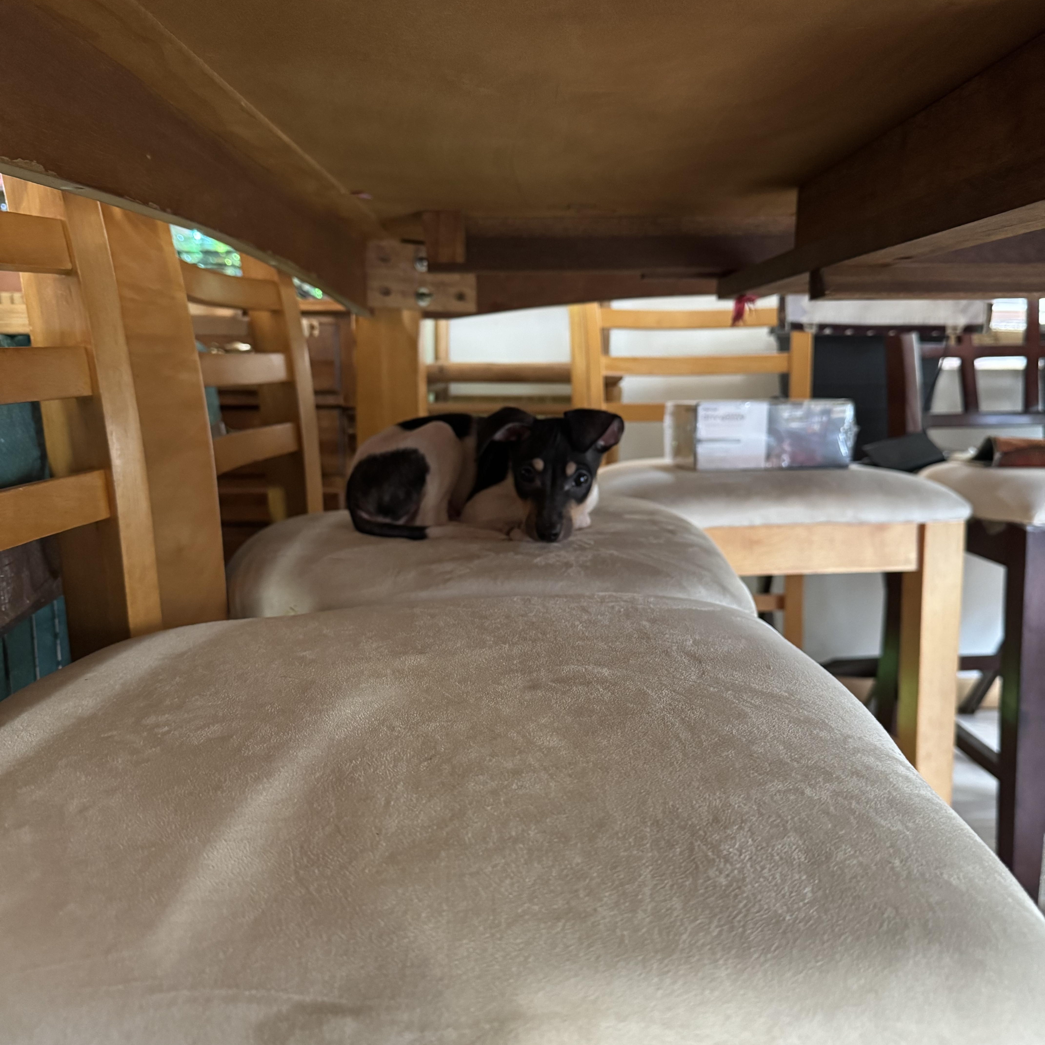 Enlarge Bernie, a ADOPTABLE Rat Terrier in Lacey, WA image 6/6