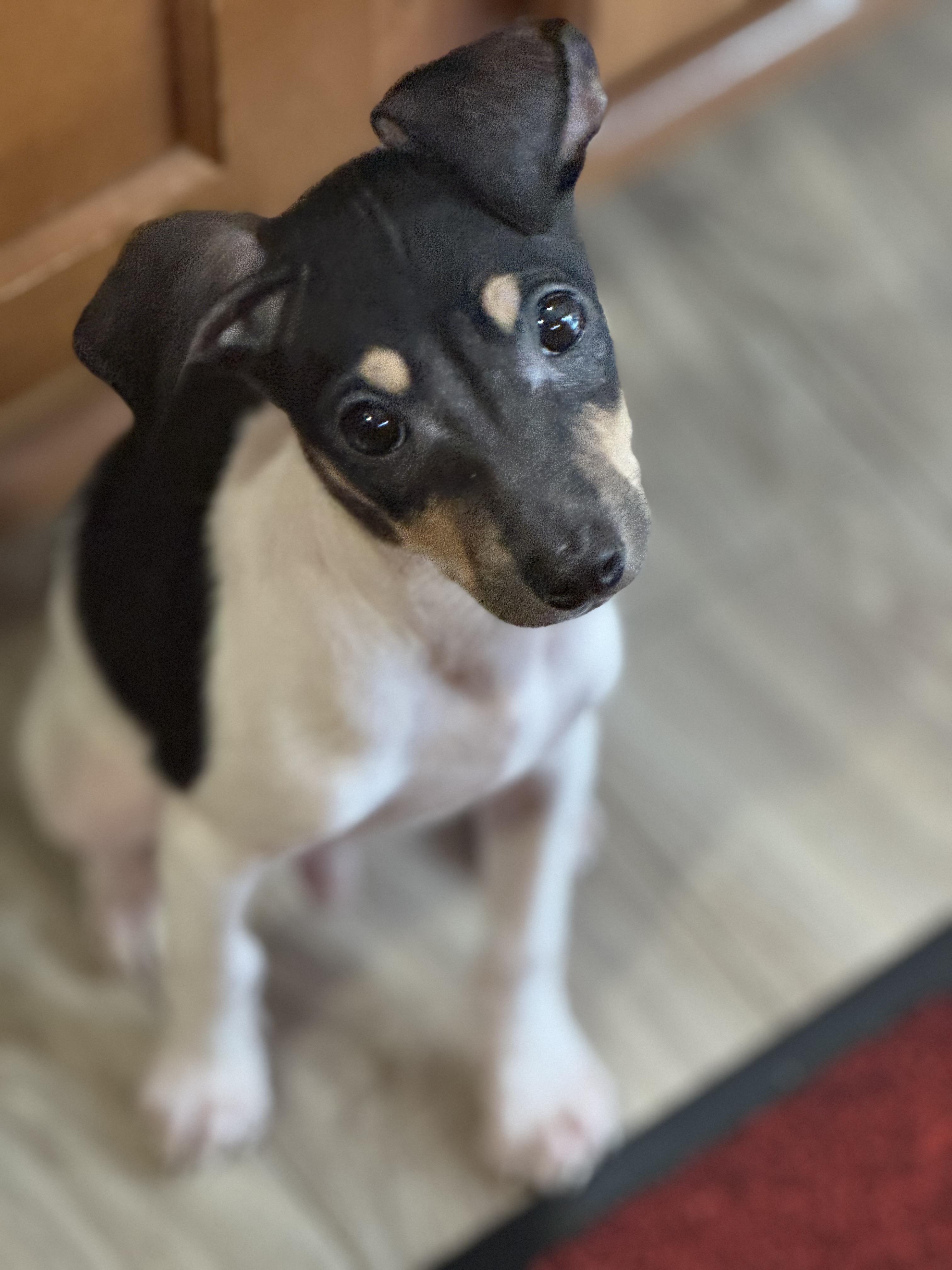 Enlarge Bernie, a ADOPTABLE Rat Terrier in Lacey, WA image 3/6