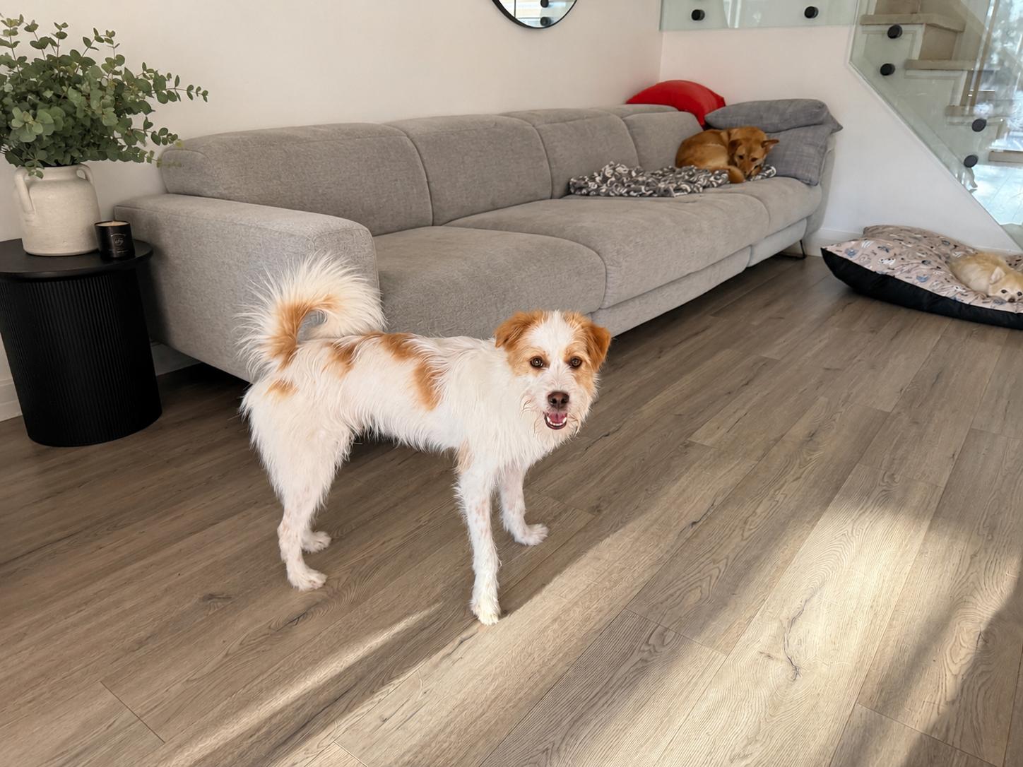 Ollie, a Adoptable Mixed Breed in Markham, ON image 5/6