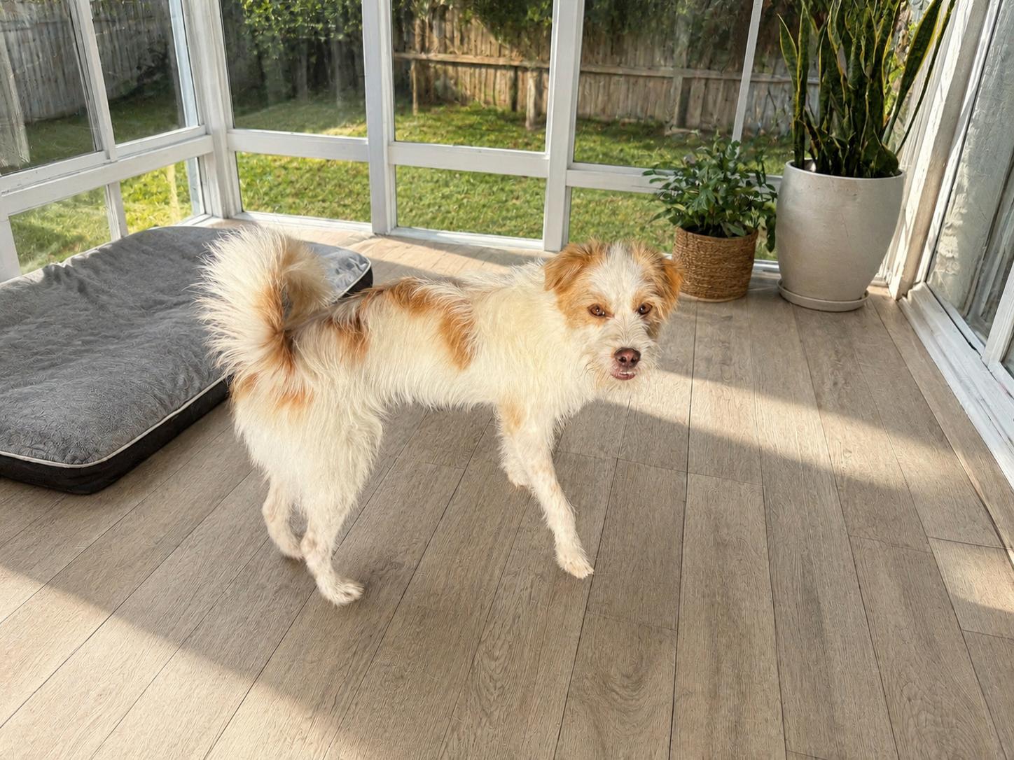 Ollie, a Adoptable Mixed Breed in Markham, ON image 4/6