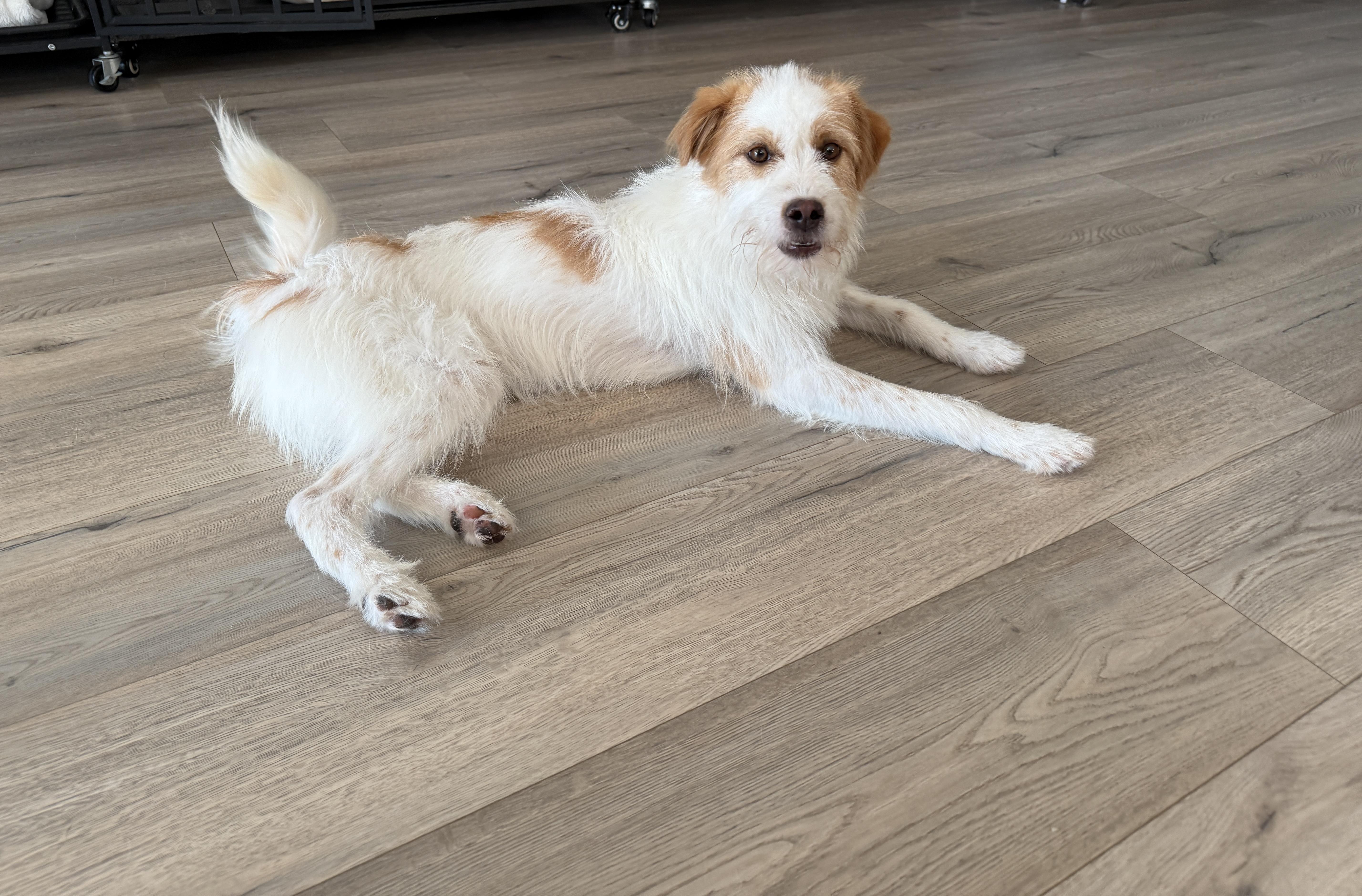 Ollie, a Adoptable Mixed Breed in Markham, ON image 6/6