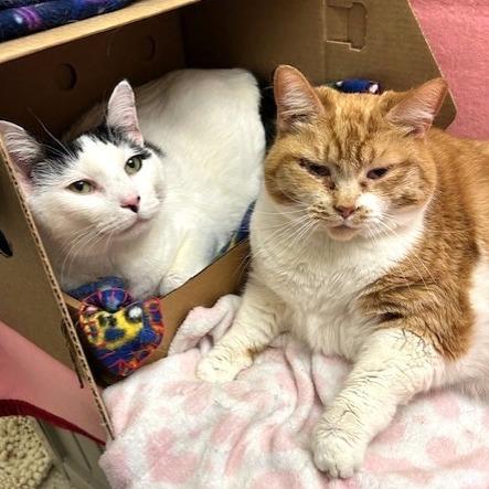 Peyton, Adoptable, Senior Male Domestic Short Hair.