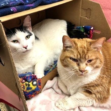 Enlarge Peyton, a Adoptable Domestic Short Hair in Novelty, OH image 2/5