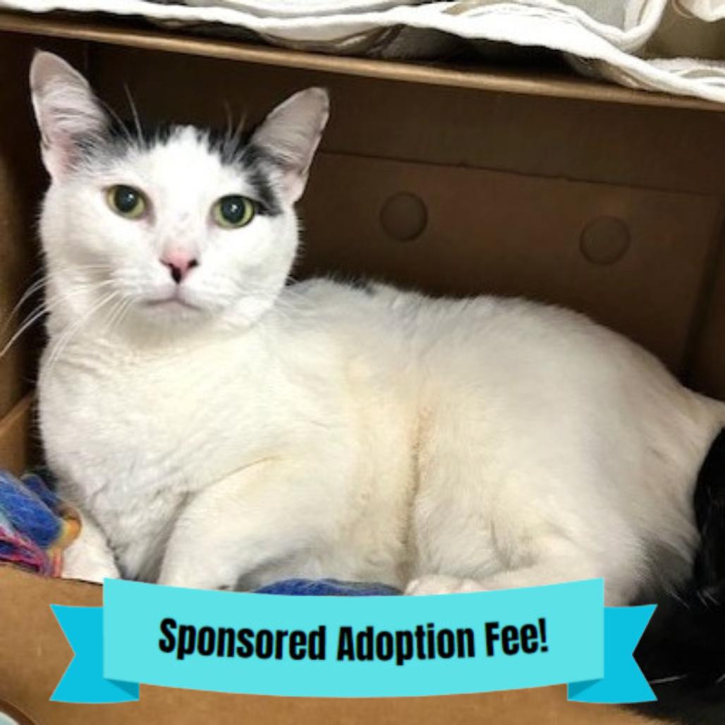 Enlarge Peyton, a Adoptable Domestic Short Hair in Novelty, OH image 3/5