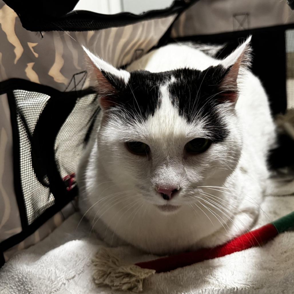 Enlarge Peyton, a Adoptable Domestic Short Hair in Novelty, OH image 4/5