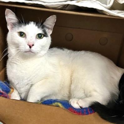 Enlarge Peyton, a Adoptable Domestic Short Hair in Novelty, OH image 5/5