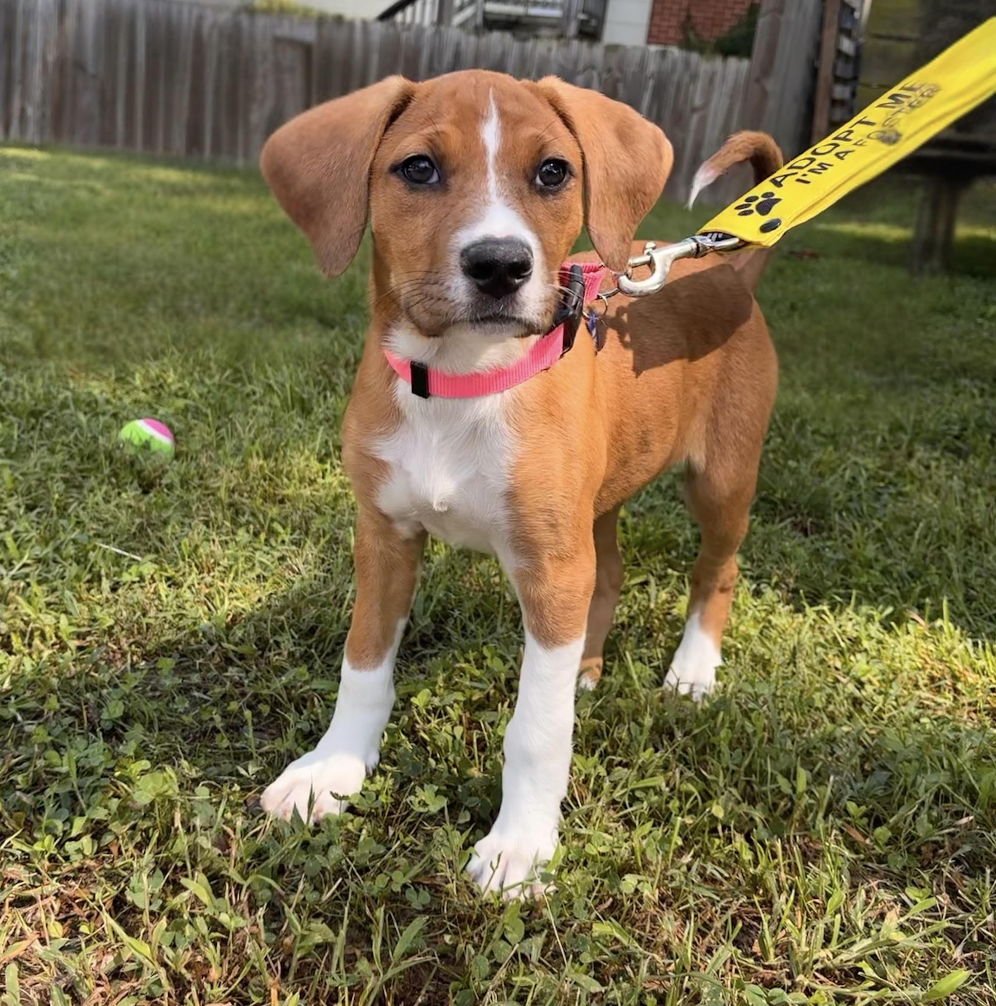 Brittany cs, a ADOPTABLE mixed breed in Columbia, MD image 2/6