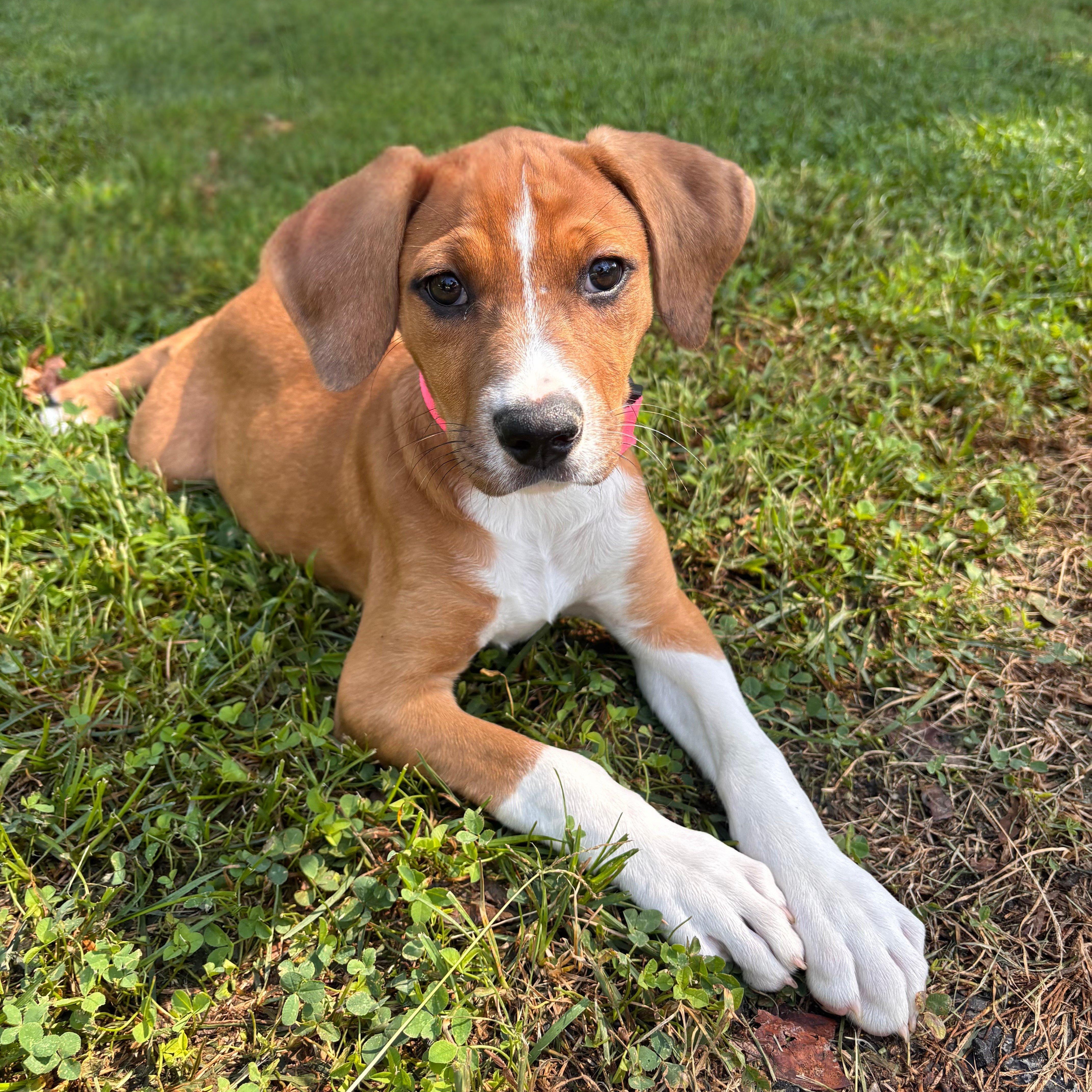 Brittany cs, a ADOPTABLE mixed breed in Columbia, MD image 1/6