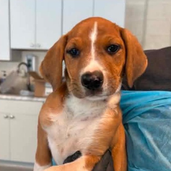 Brittany cs, a ADOPTABLE mixed breed in Columbia, MD image 4/6