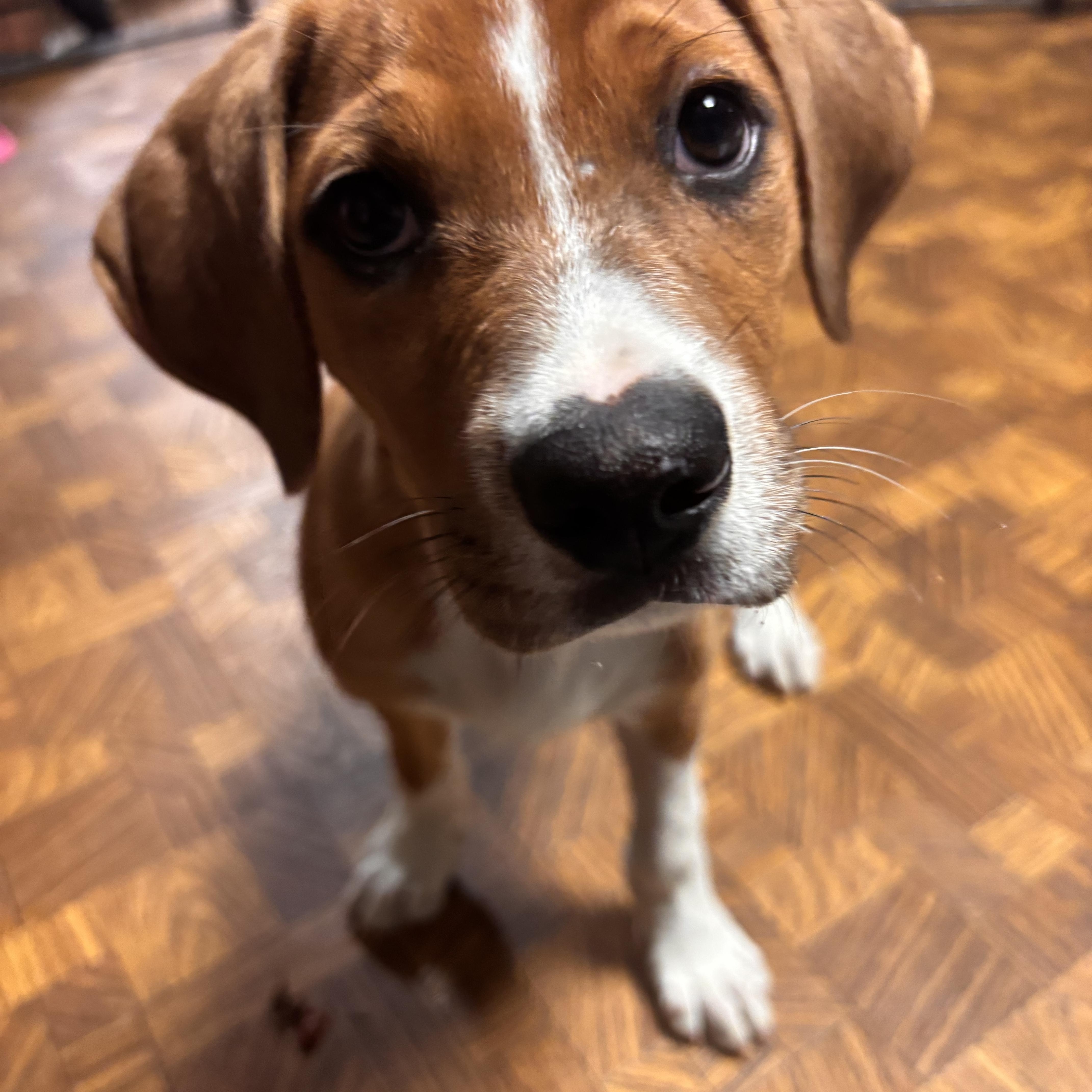 Brittany cs, a ADOPTABLE mixed breed in Columbia, MD image 3/6