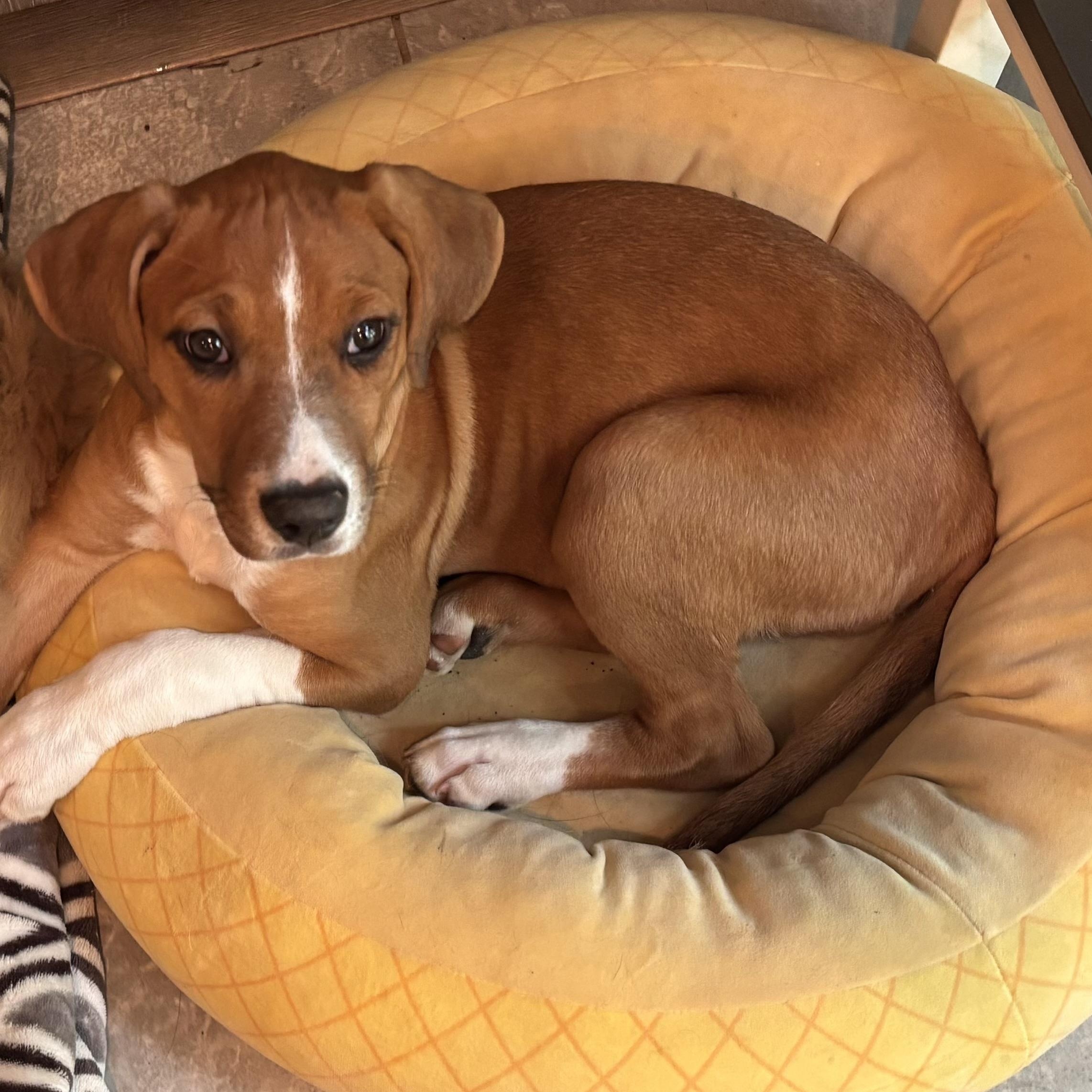 Brittany cs, a ADOPTABLE mixed breed in Columbia, MD image 5/6