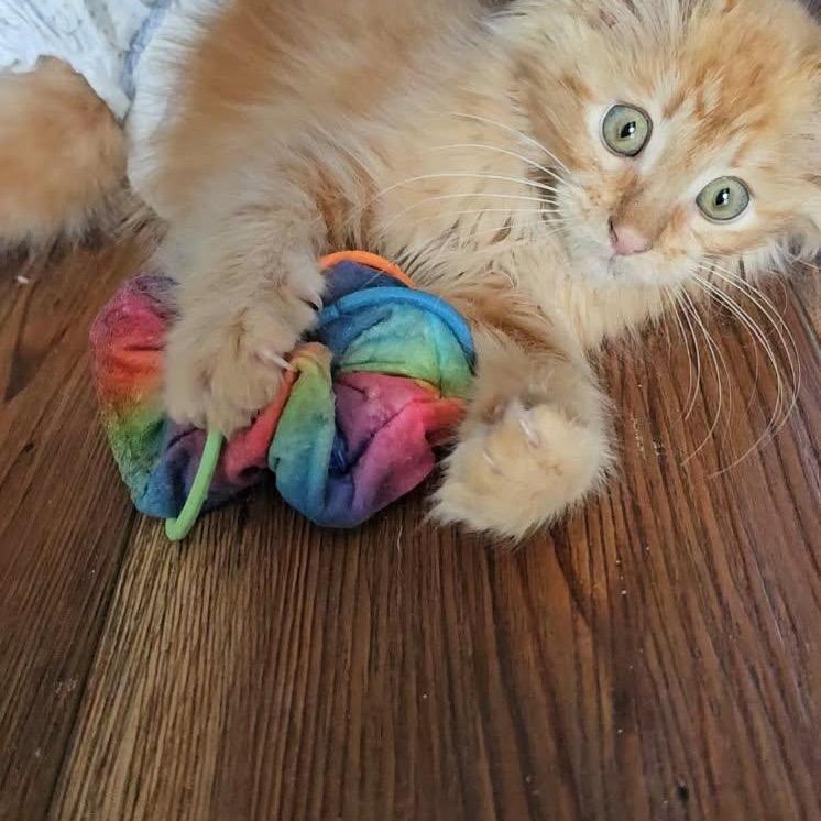 Enlarge Mr Darcy, a Adoptable Domestic Long Hair in Baker City, OR image 1/6