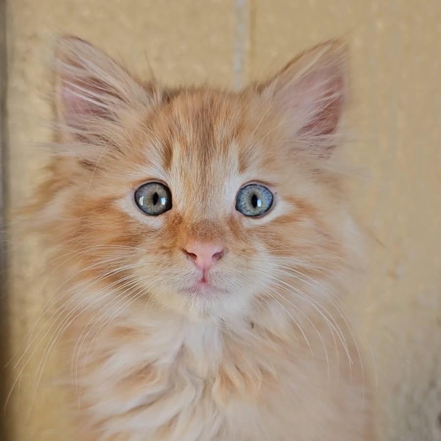Enlarge Mr Darcy, a Adoptable Domestic Long Hair in Baker City, OR image 2/6