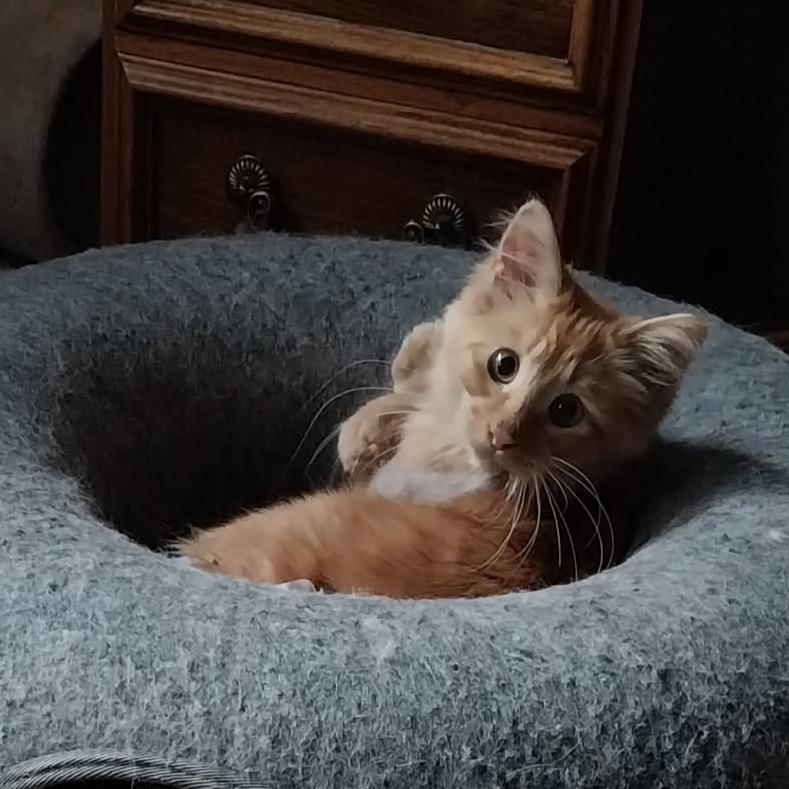 Enlarge Mr Darcy, a Adoptable Domestic Long Hair in Baker City, OR image 4/6