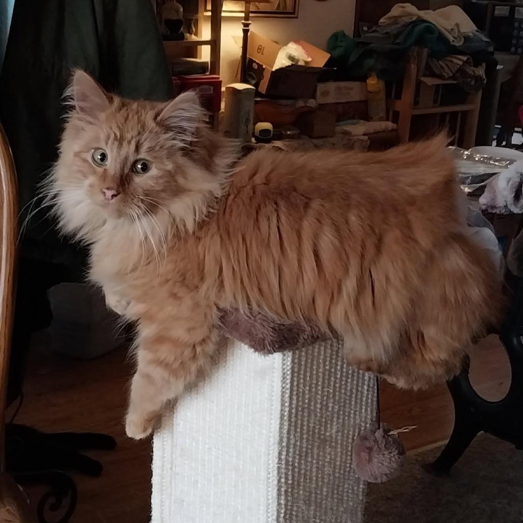 Enlarge Mr Darcy, a Adoptable Domestic Long Hair in Baker City, OR image 3/6