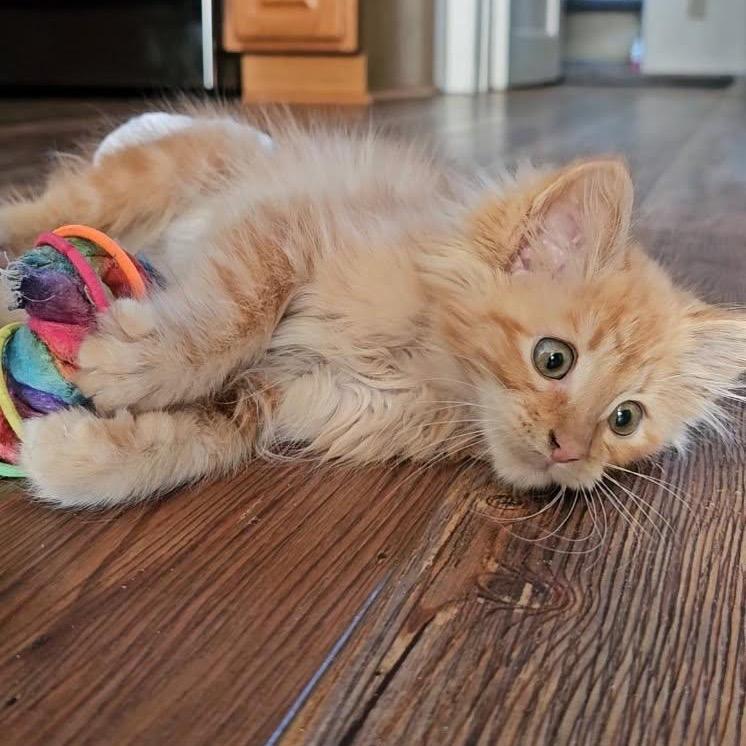 Enlarge Mr Darcy, a Adoptable Domestic Long Hair in Baker City, OR image 4/6