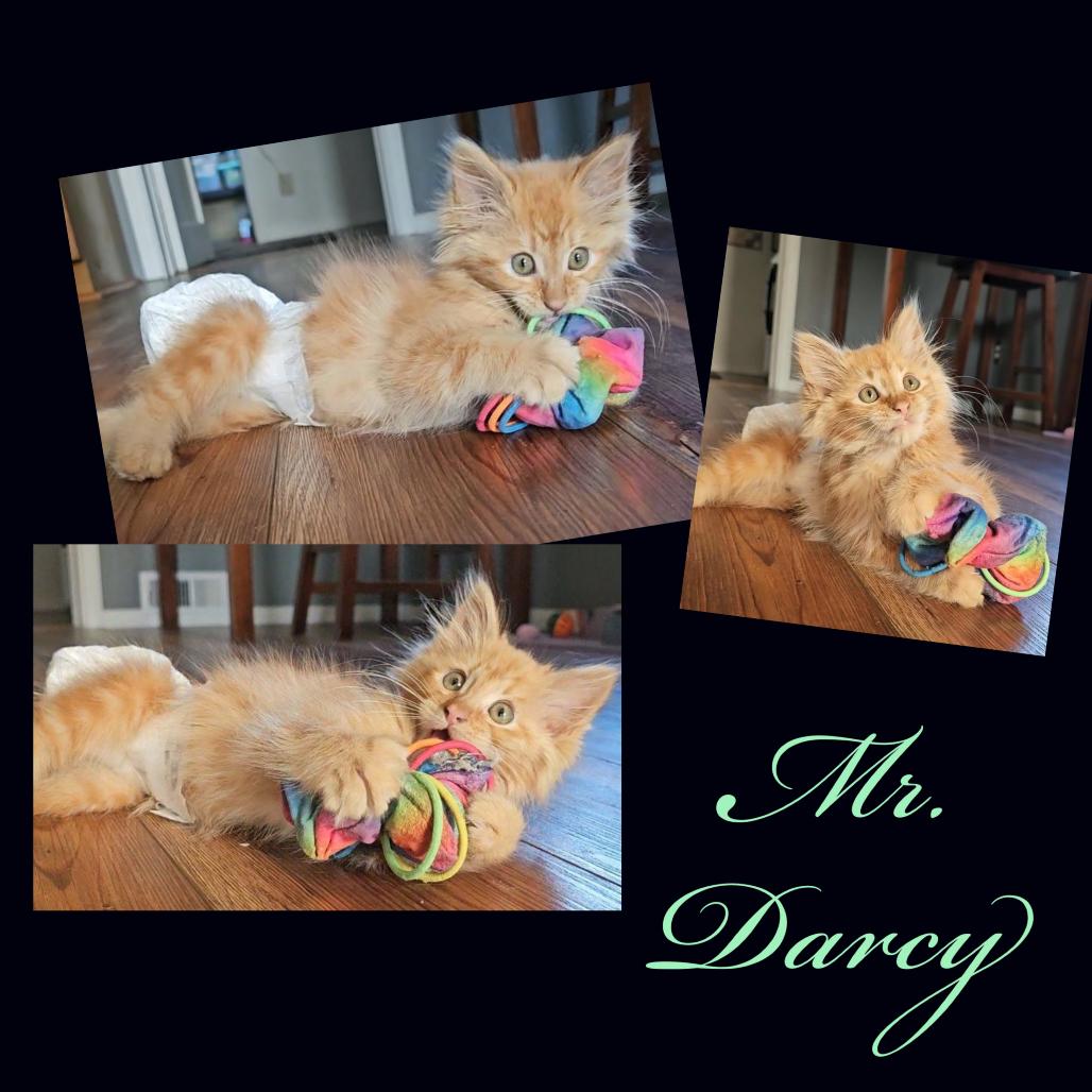 Enlarge Mr Darcy, a Adoptable Domestic Long Hair in Baker City, OR image 6/6