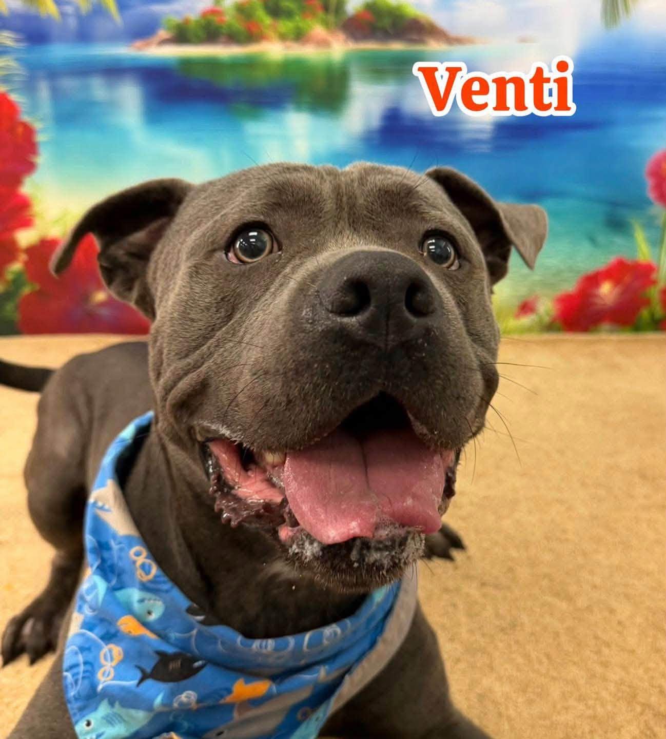 Venti, Adoptable, Adult Male Mixed Breed.